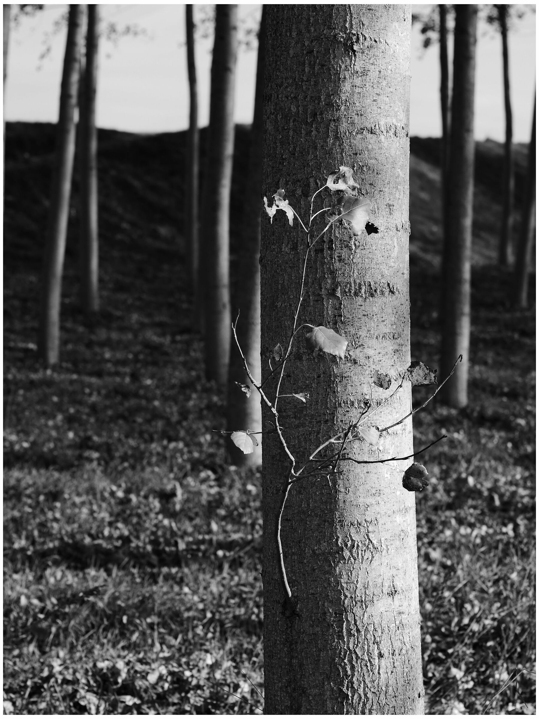 bn_3 on the banks of the Po