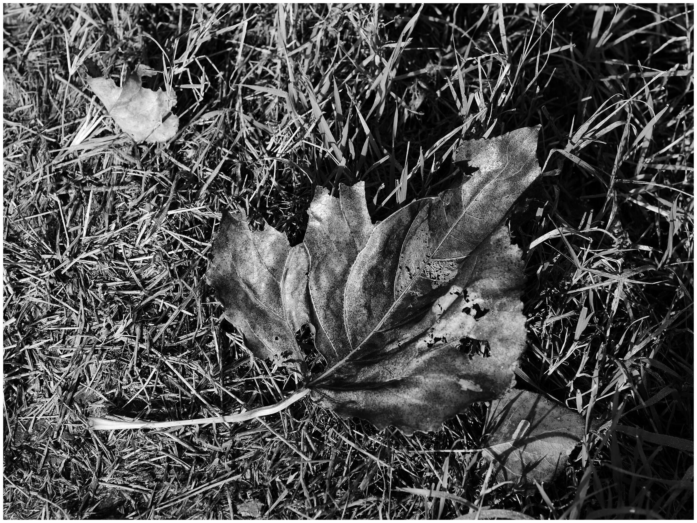 bn_5 on the banks of the Po