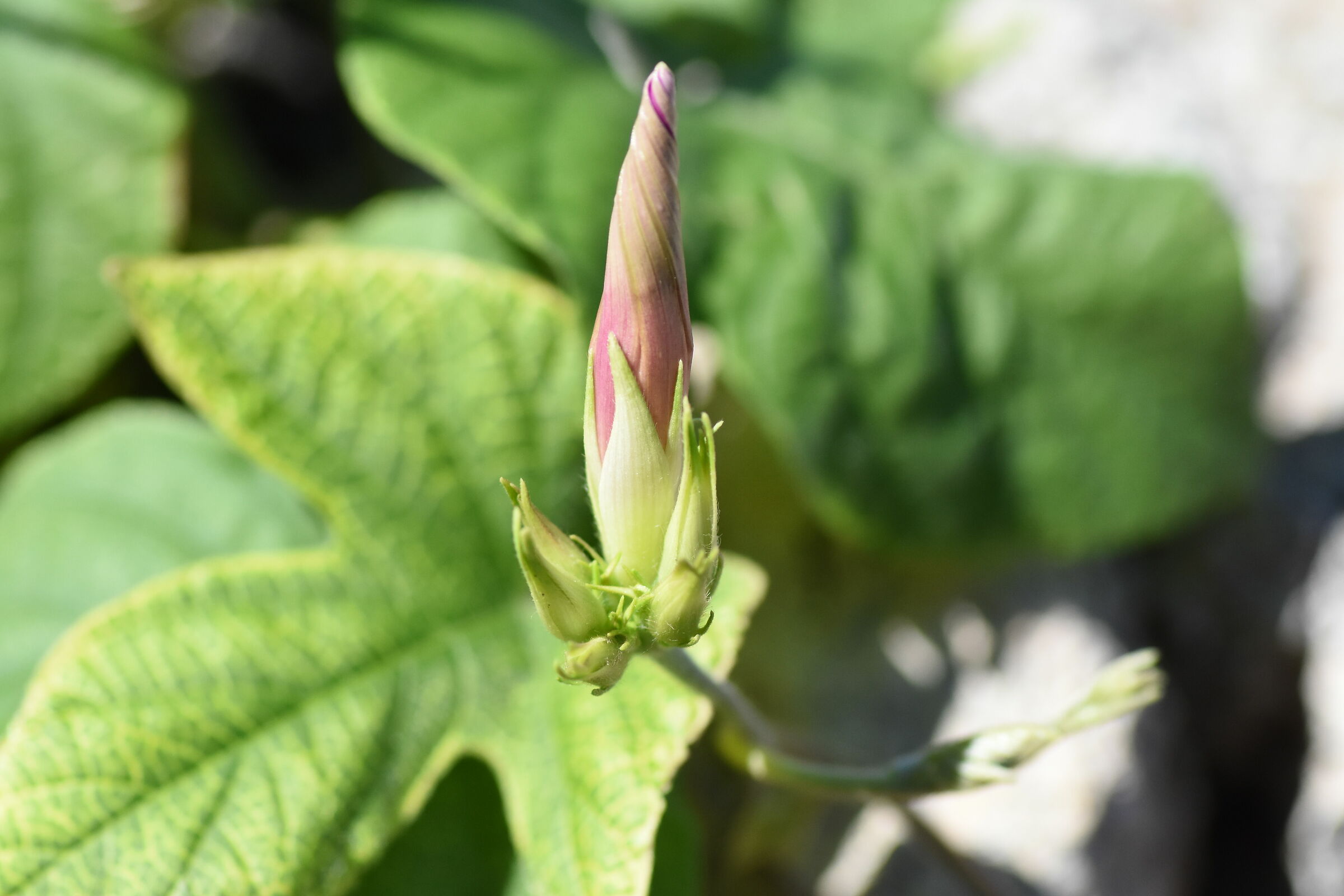 " 1/ 8 Mila ", Tokina 100 F. 2.8 Atx-i - Nikon D 7...