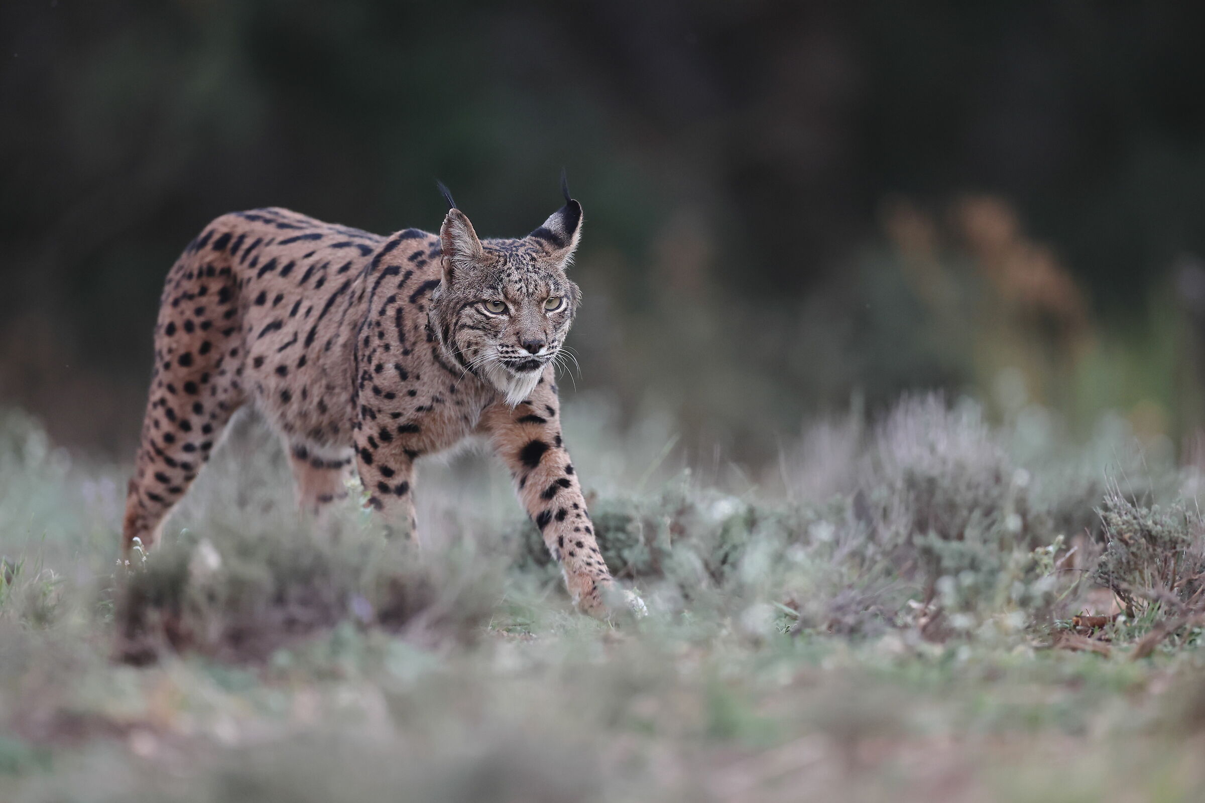 Lince femmina adulta