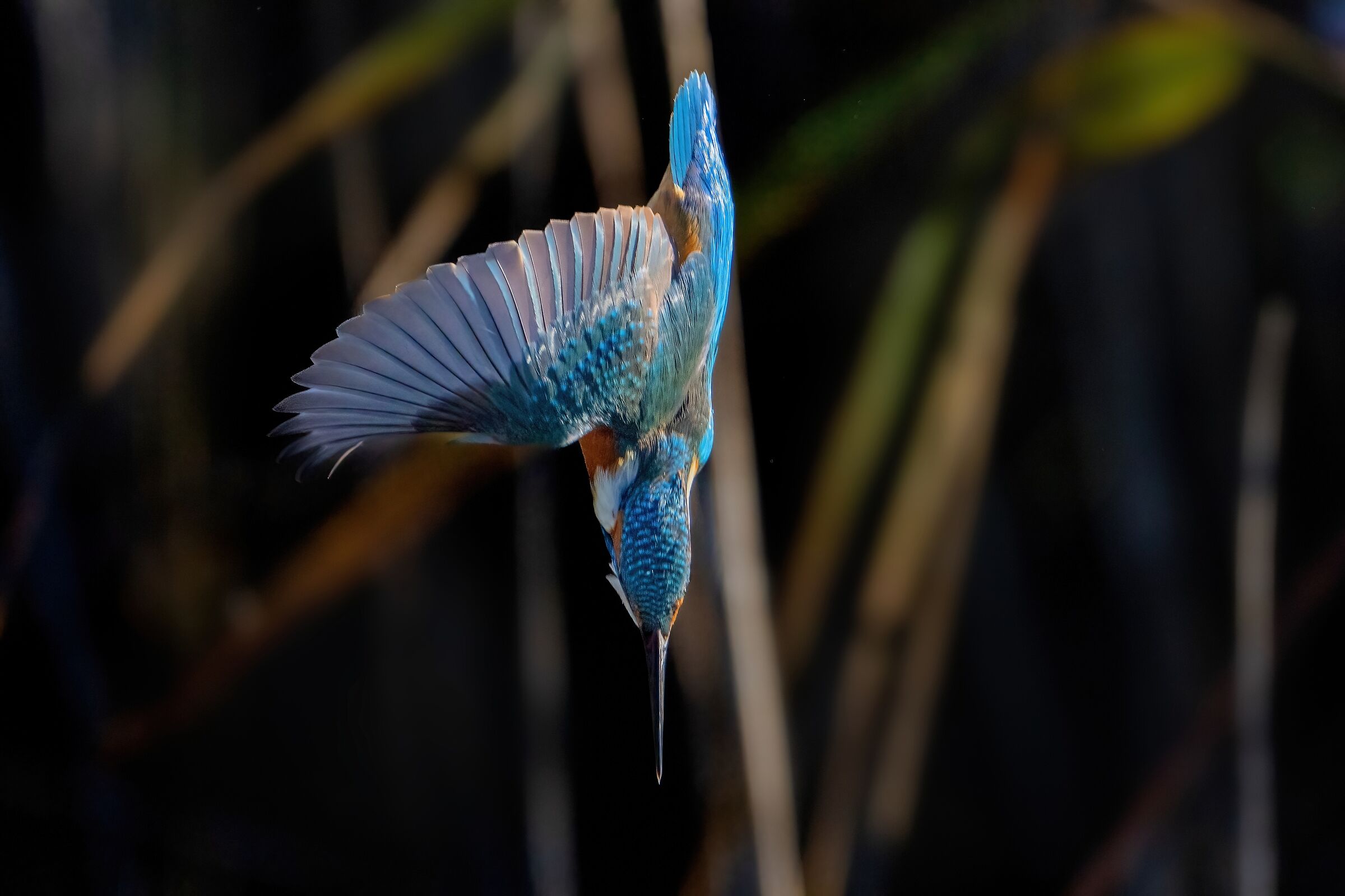Diving on prey - Kingfisher