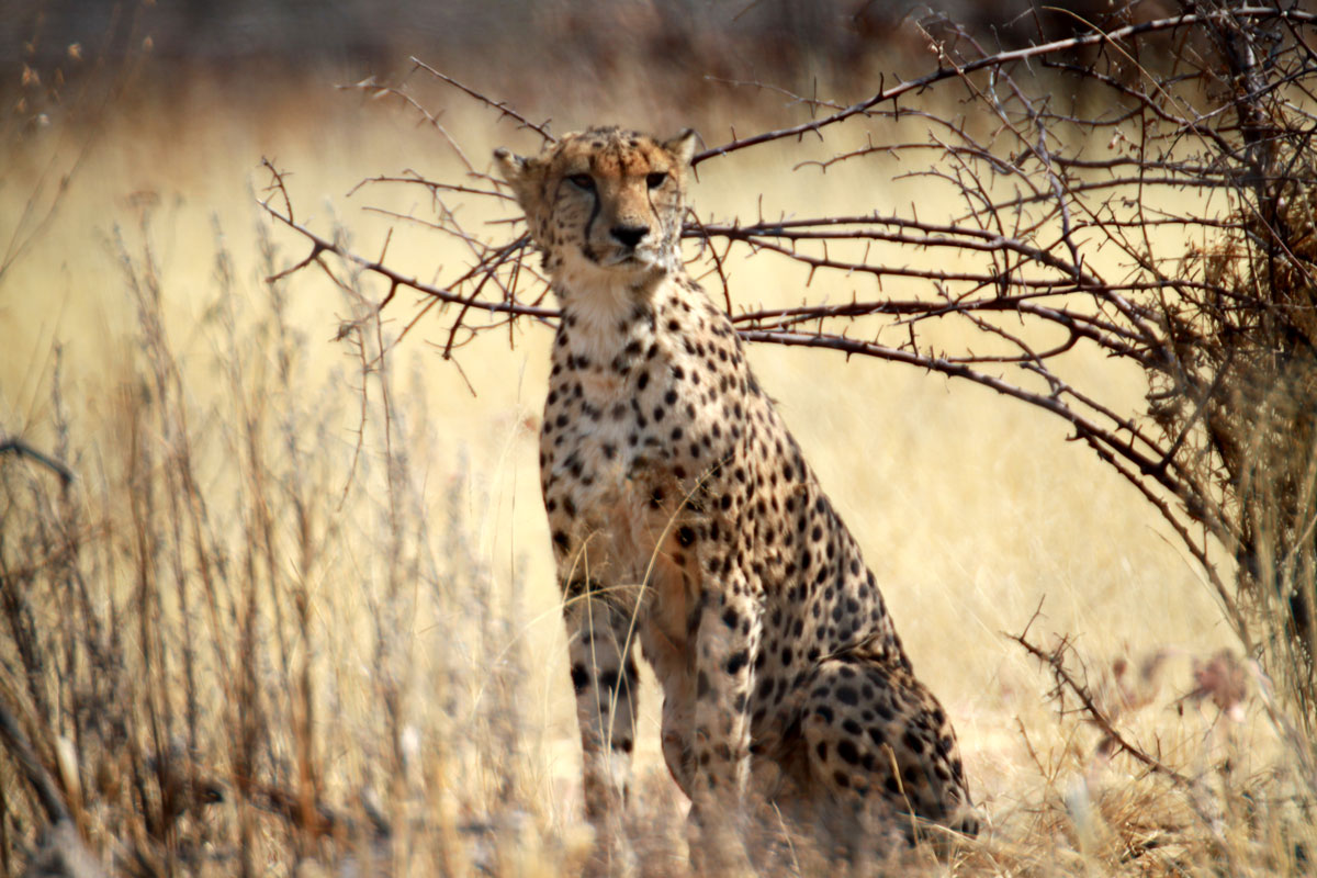 Cheetah, Ontjitotongwe Namiby