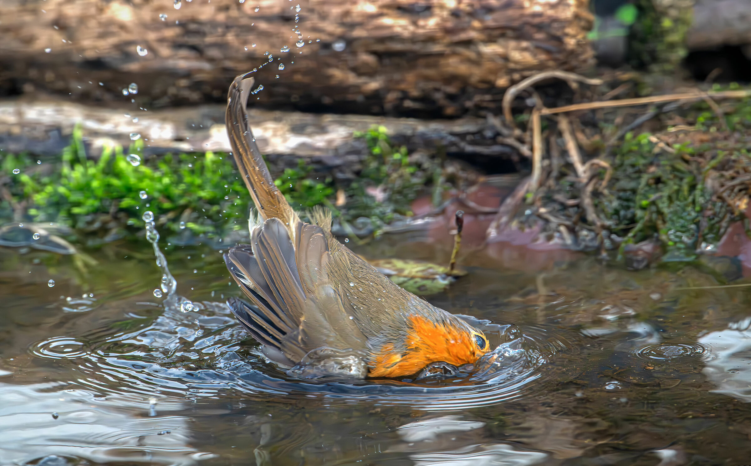Red-breasted #capannocora