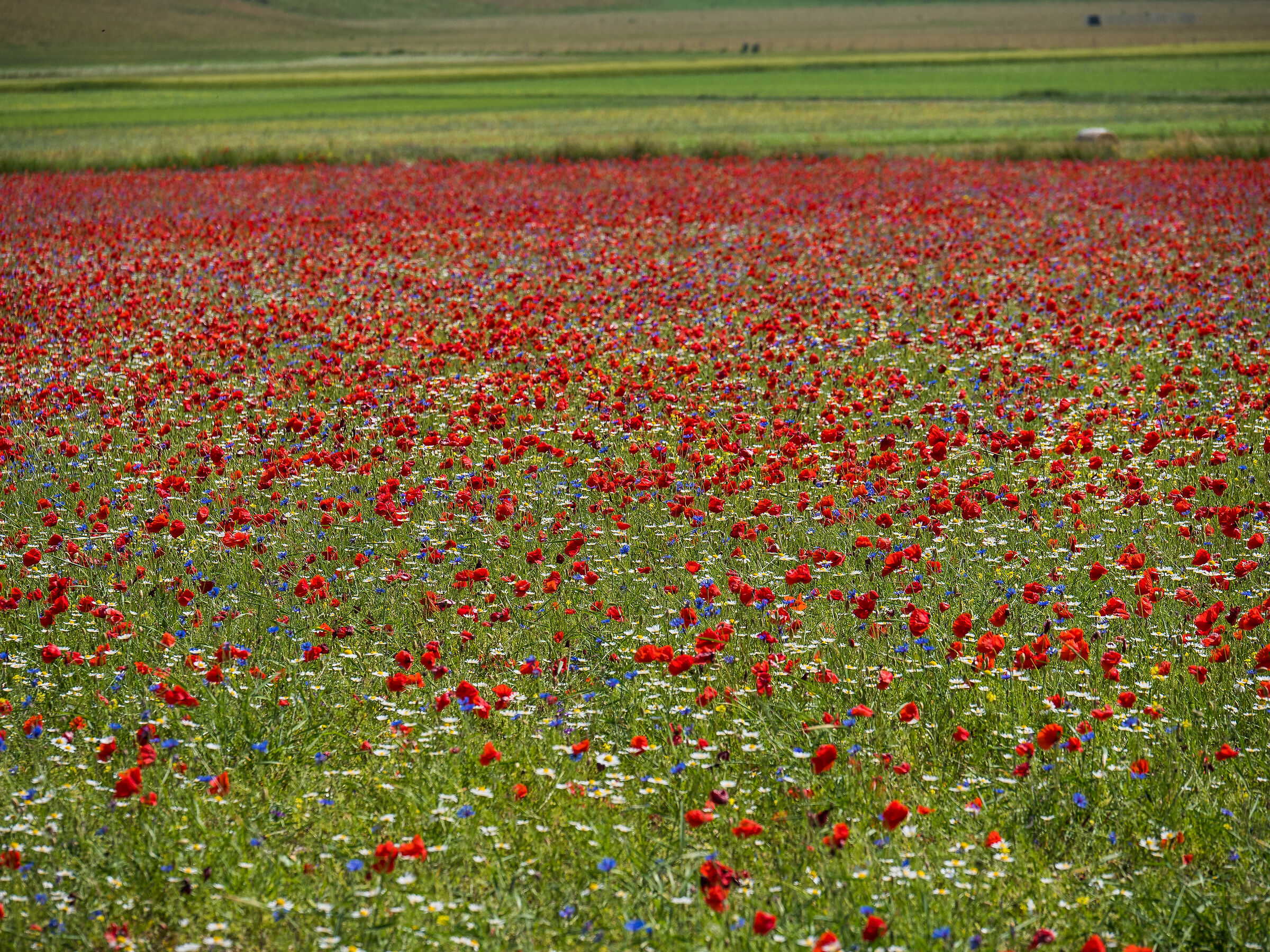 Castelluccio di Norcia