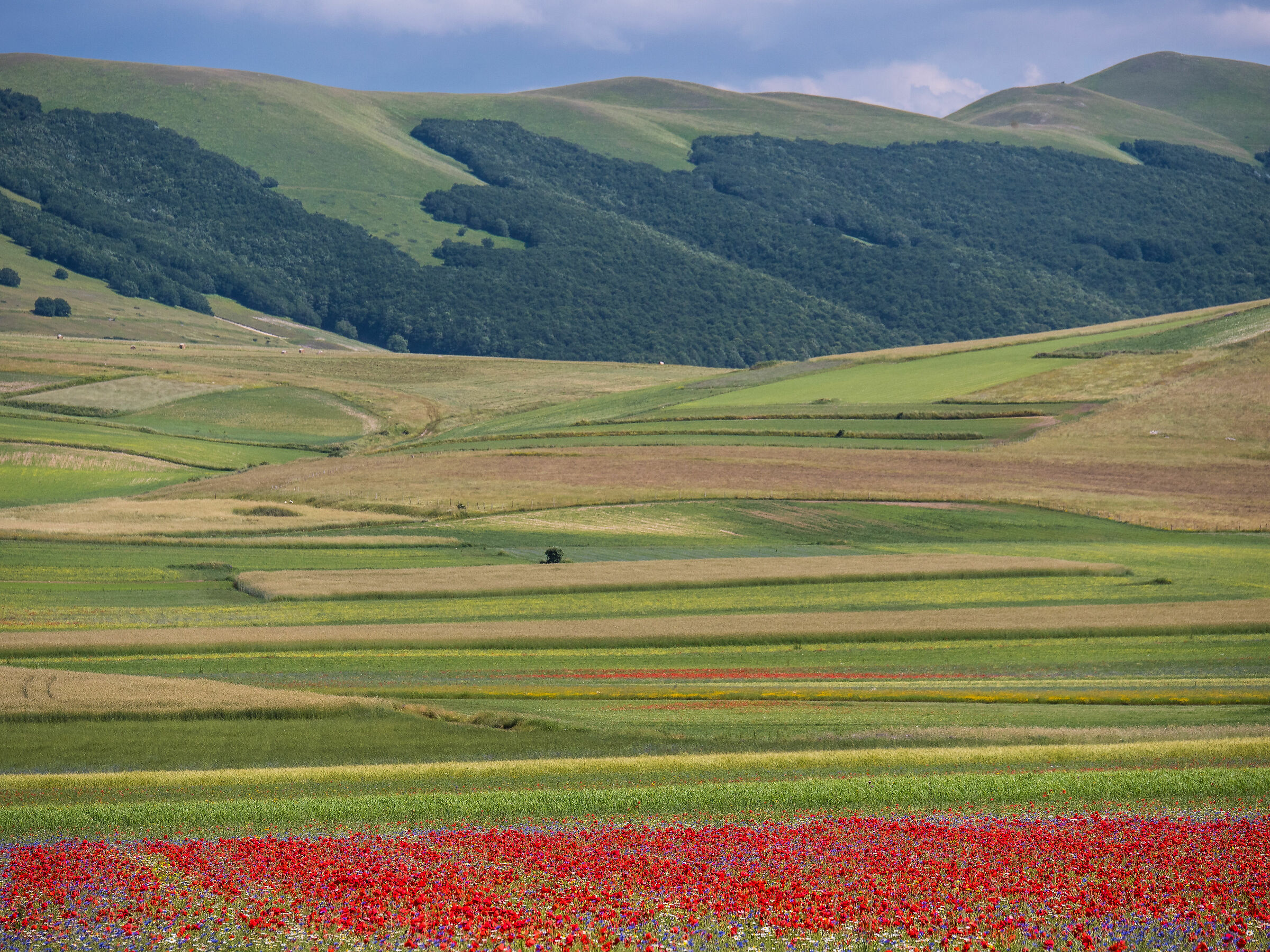 Castelluccio di Norcia