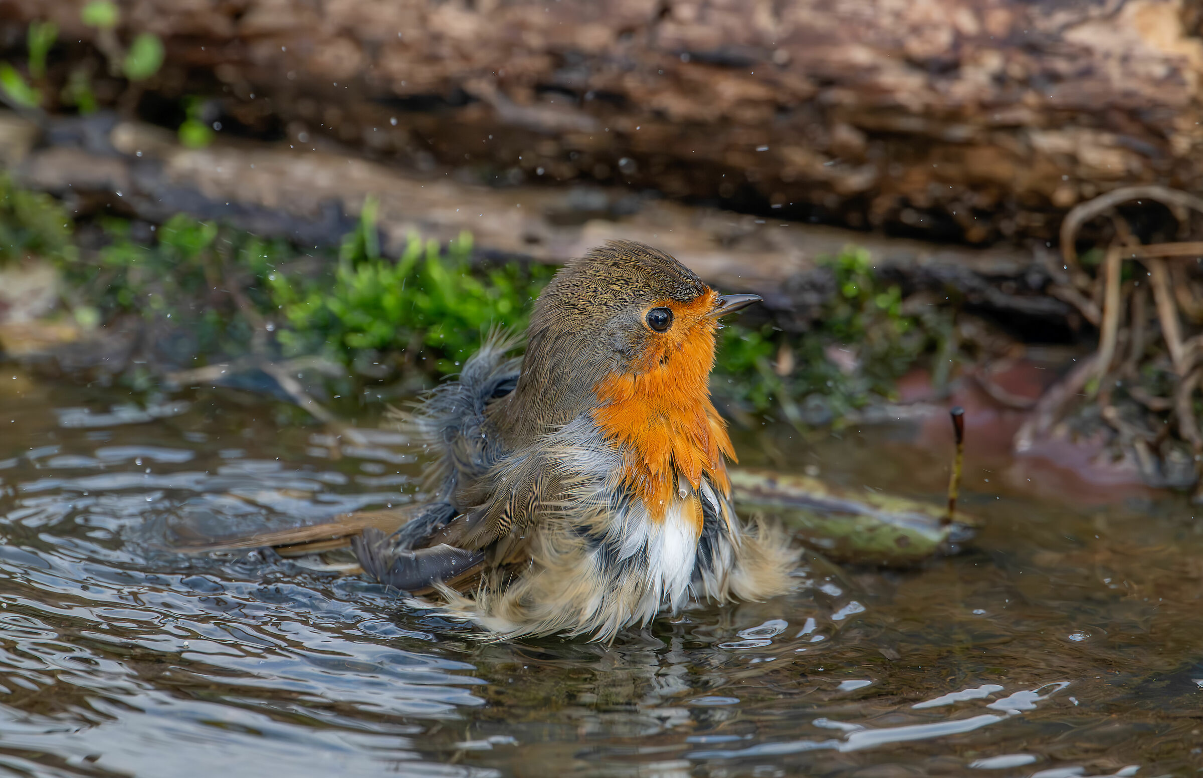 Robin "the bath" #capannocora #pettirosso