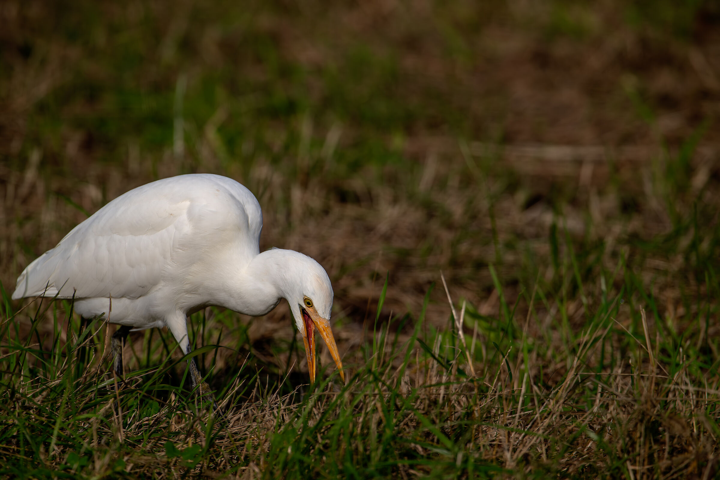 Giarda oxen #capannocora