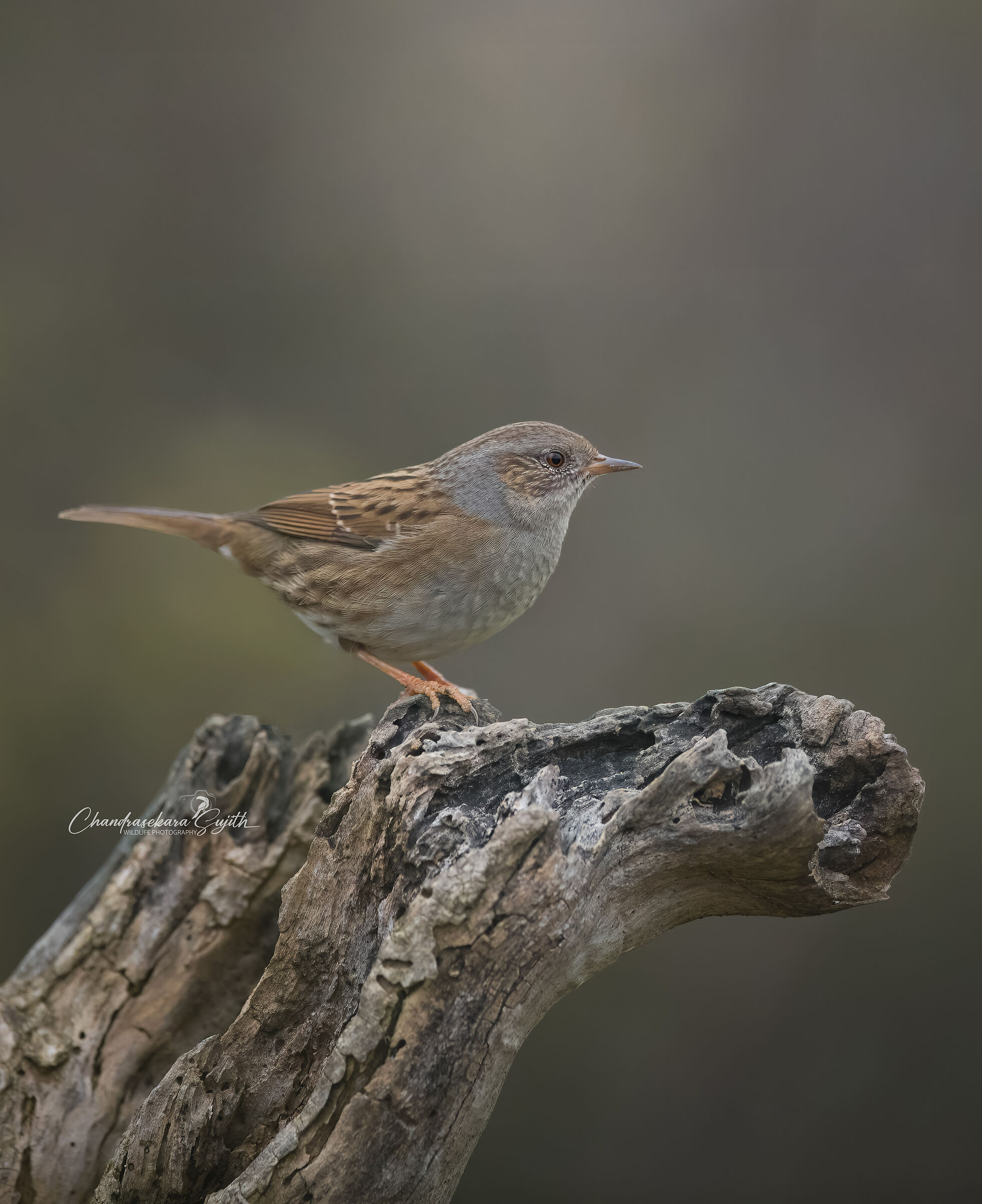 passera scopaiola