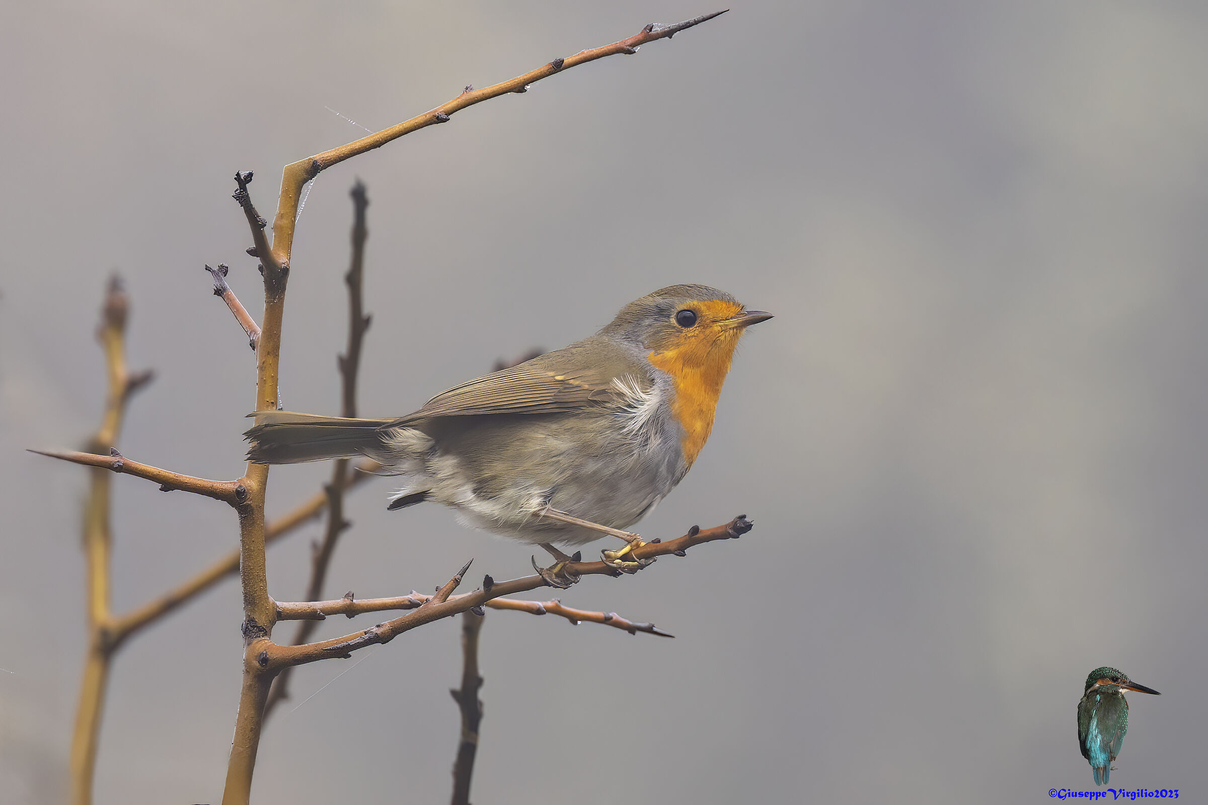 Female Robin (aArdegna )2023