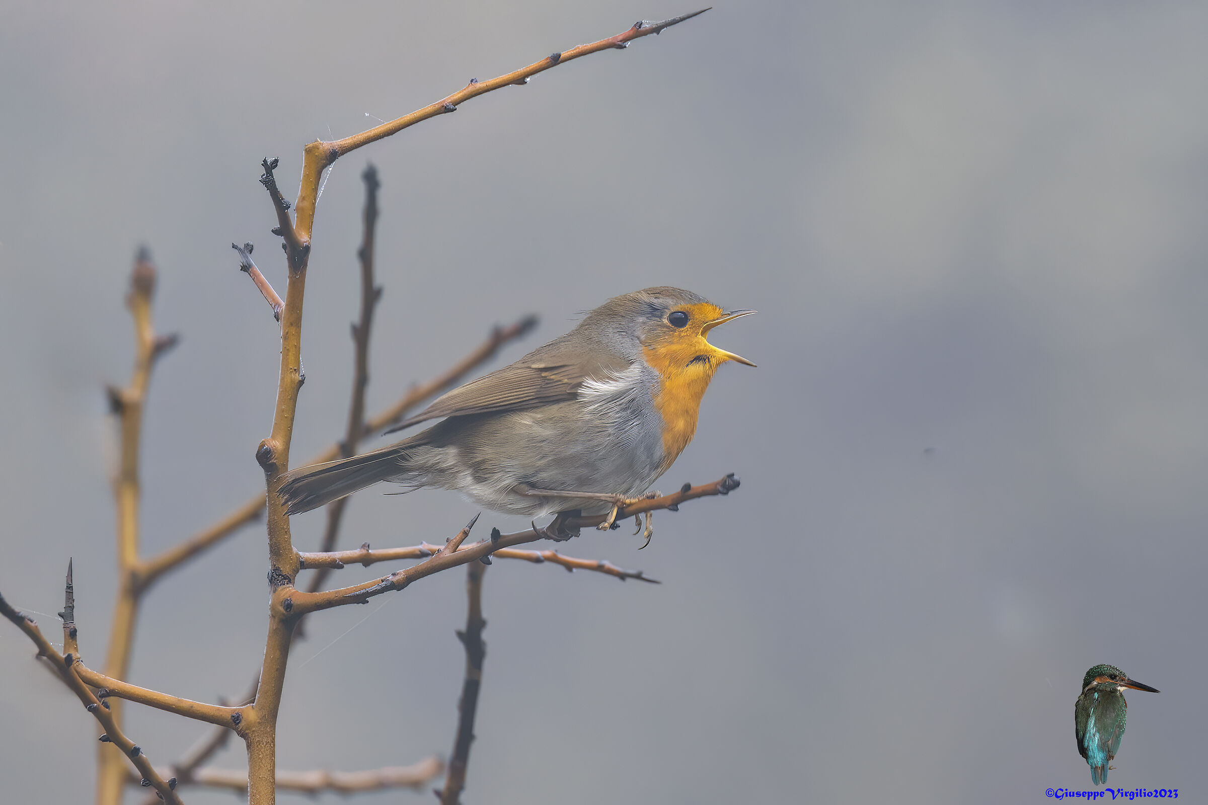 Female Robin (aArdegna )2023