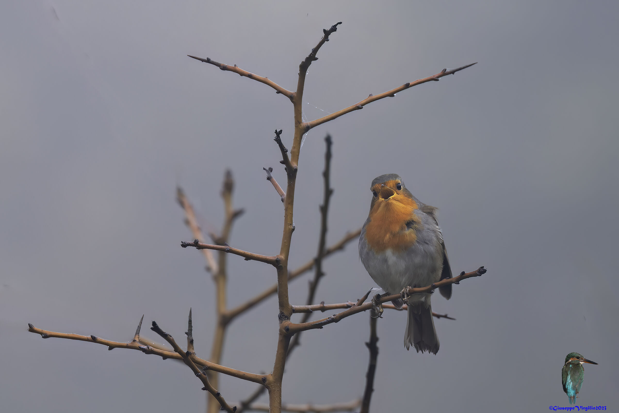 Female Robin (aArdegna )2023