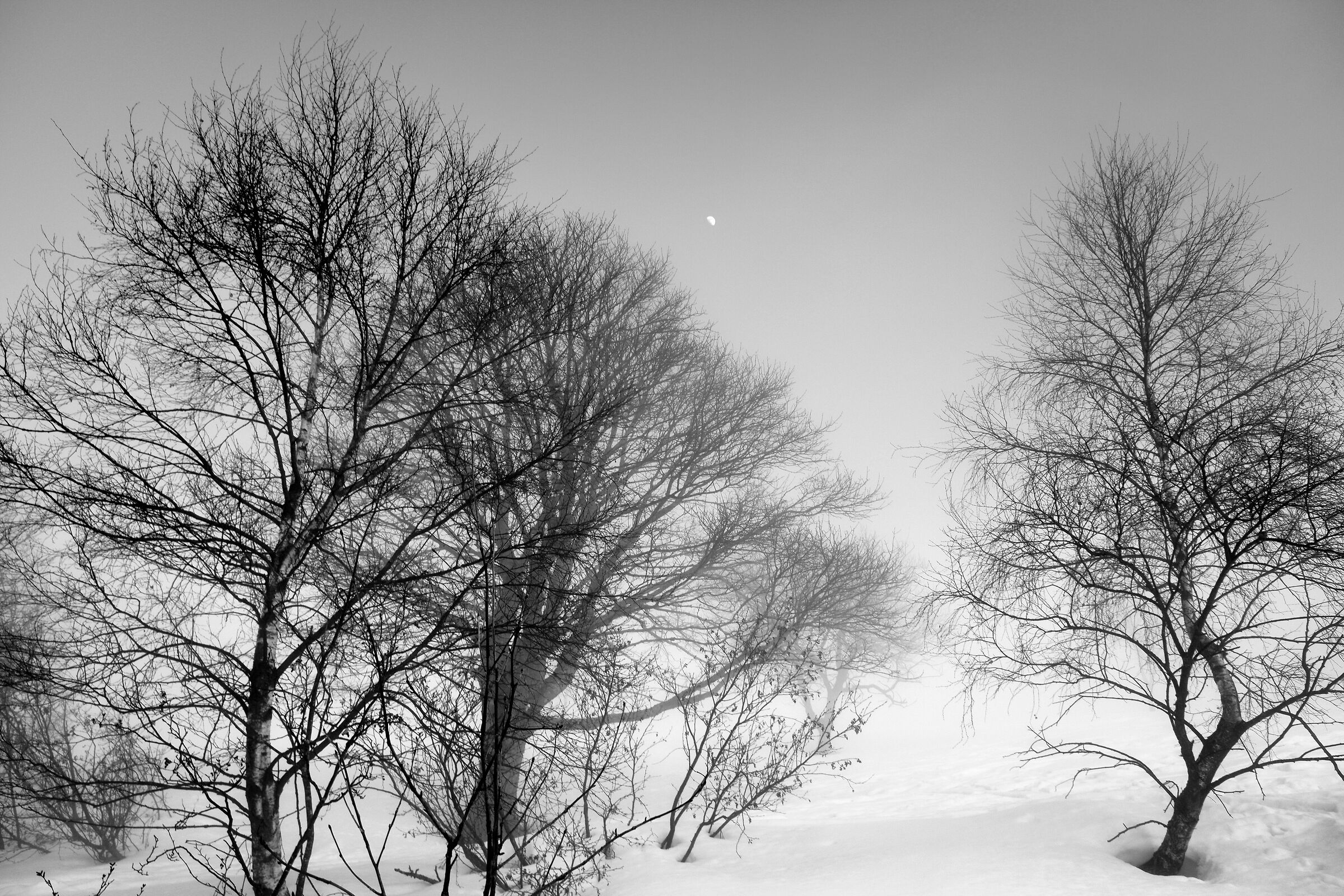 Quando la luna spuntò