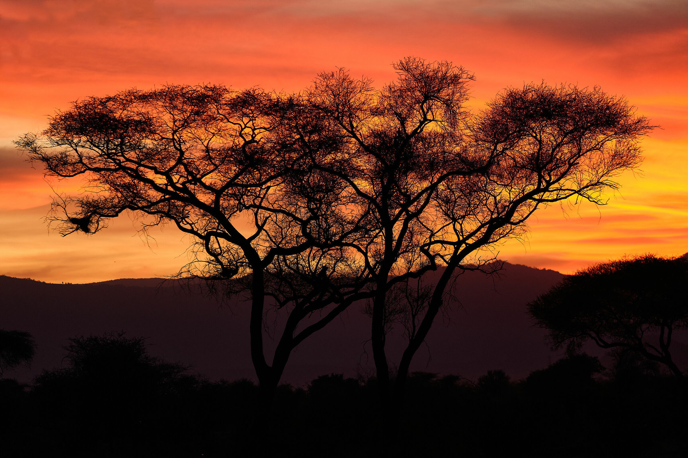 Tramonto nel Tarangire