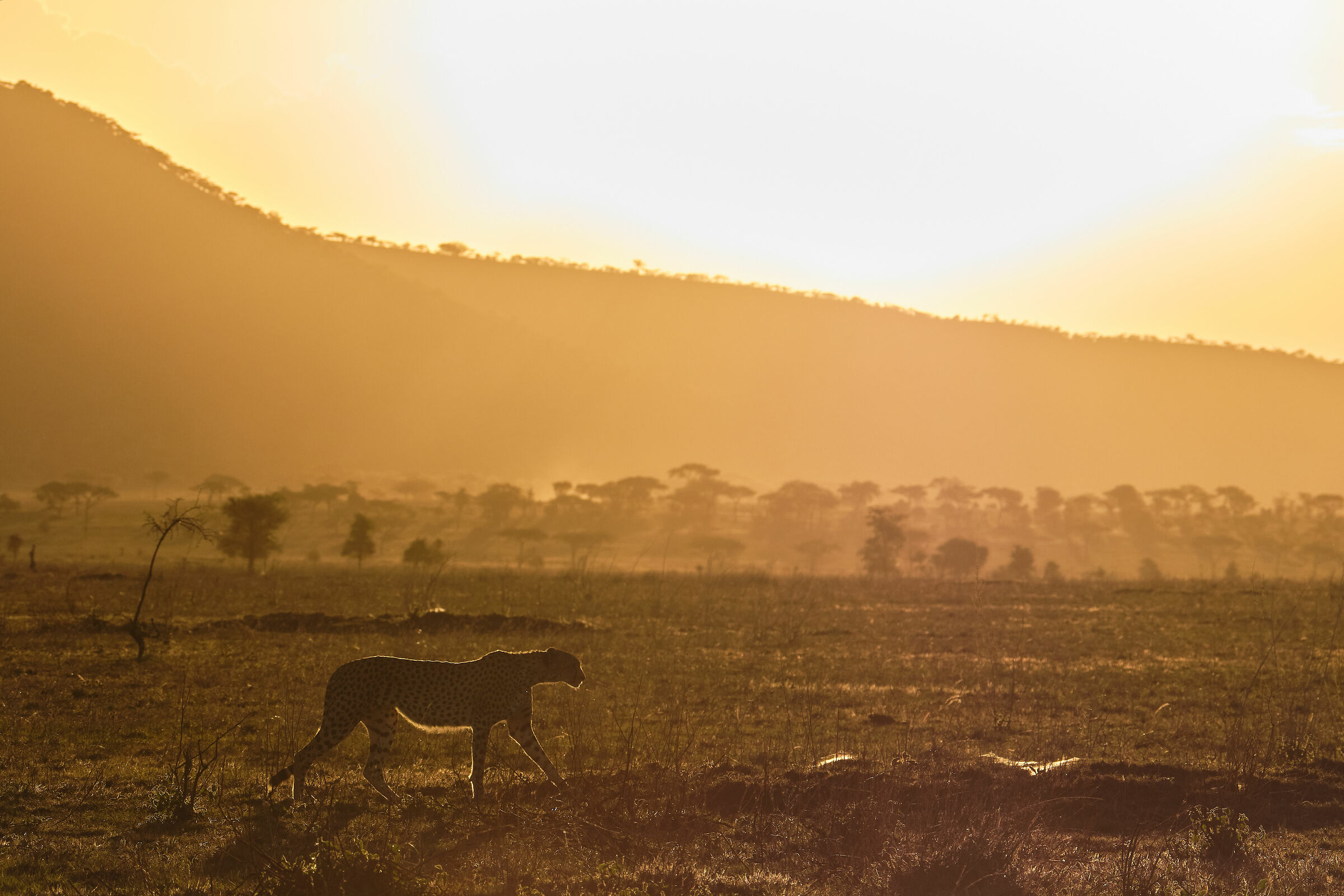 Walking in the sunset