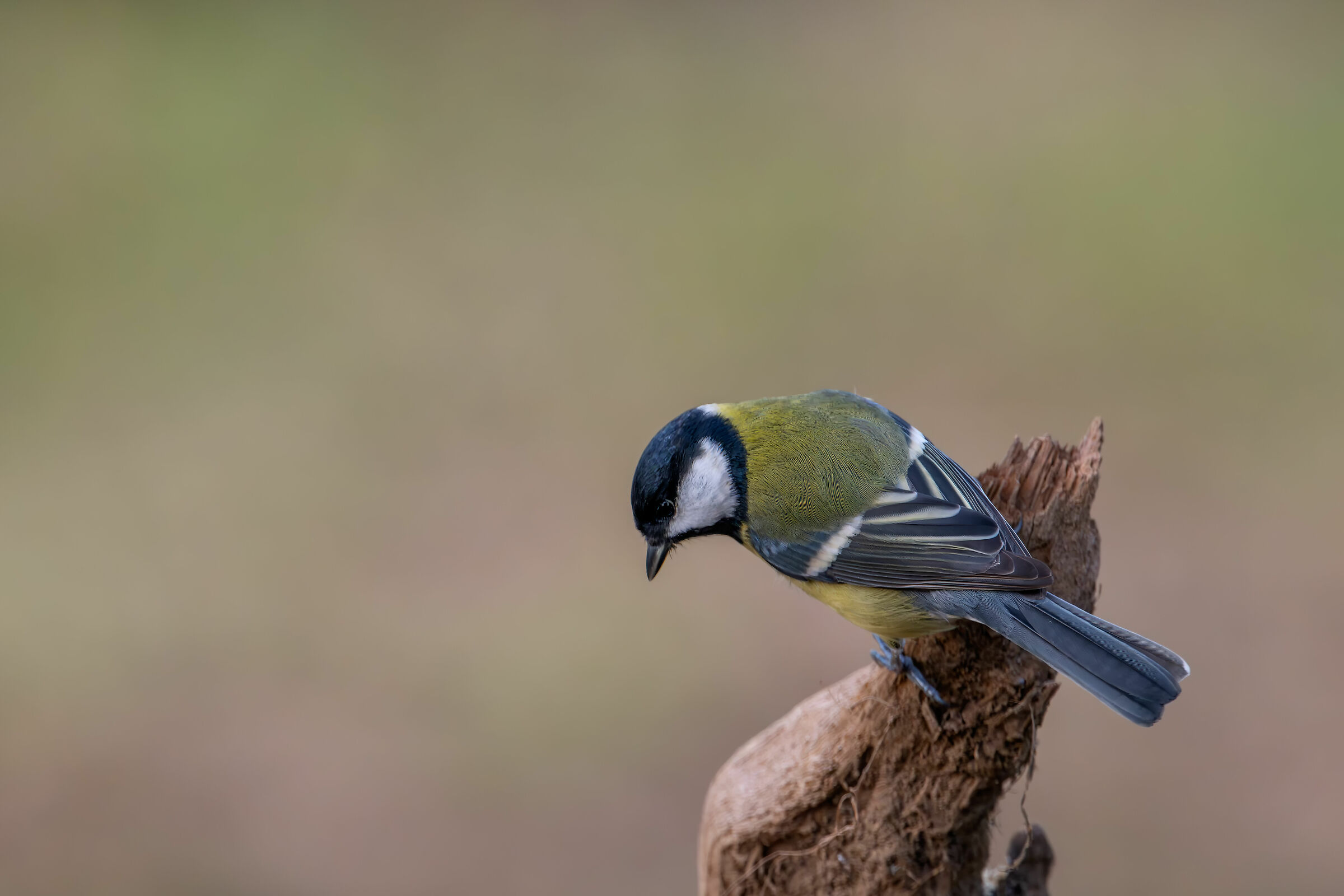 Cinciallegra #capannocora