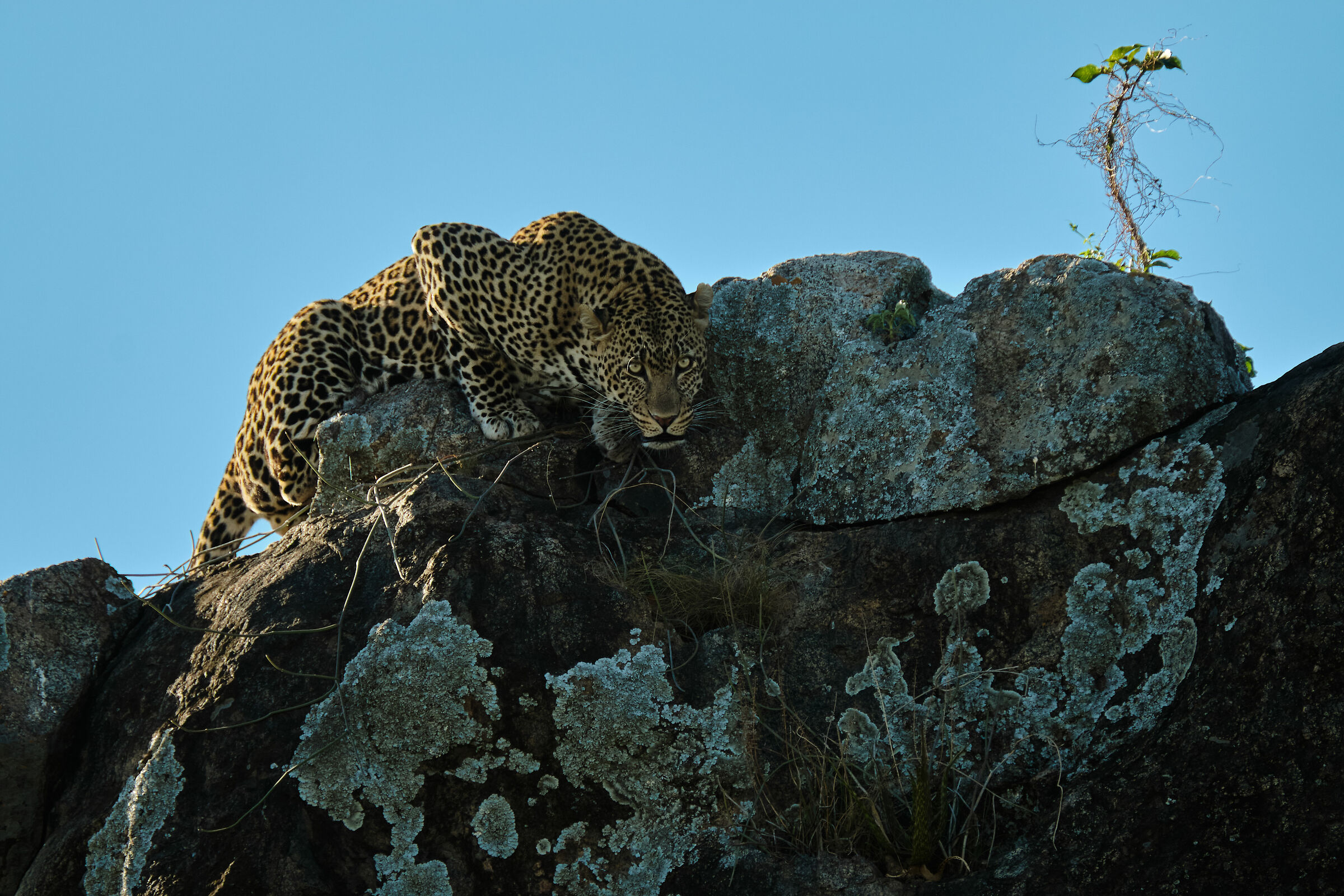 In cerca di una via di fuga