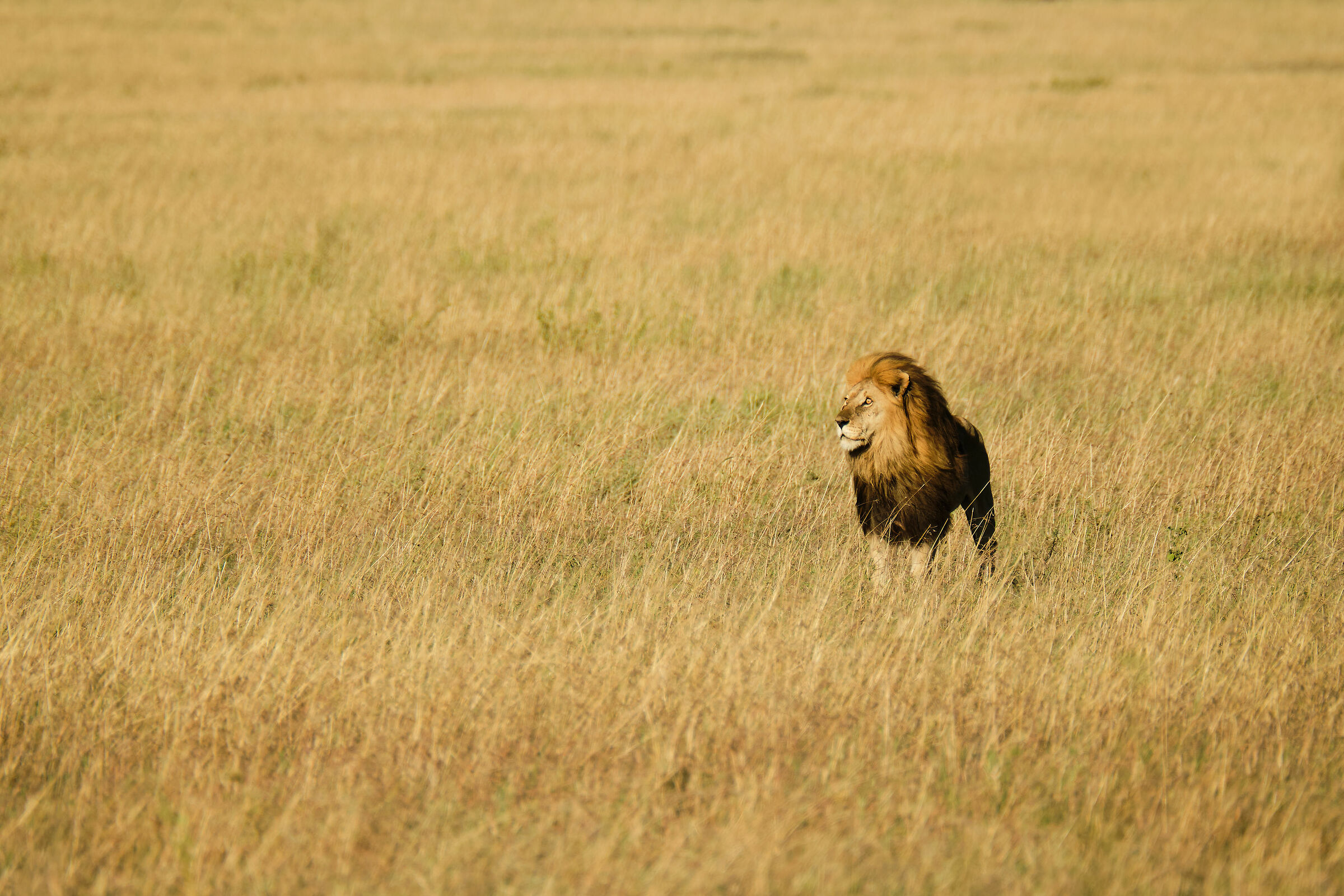 L'arrivo del capobranco