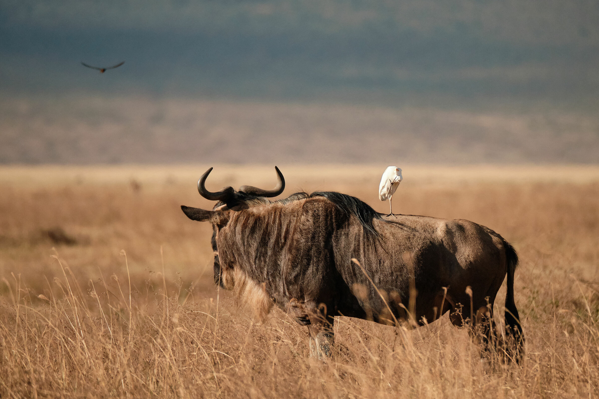 Il consulente di volo