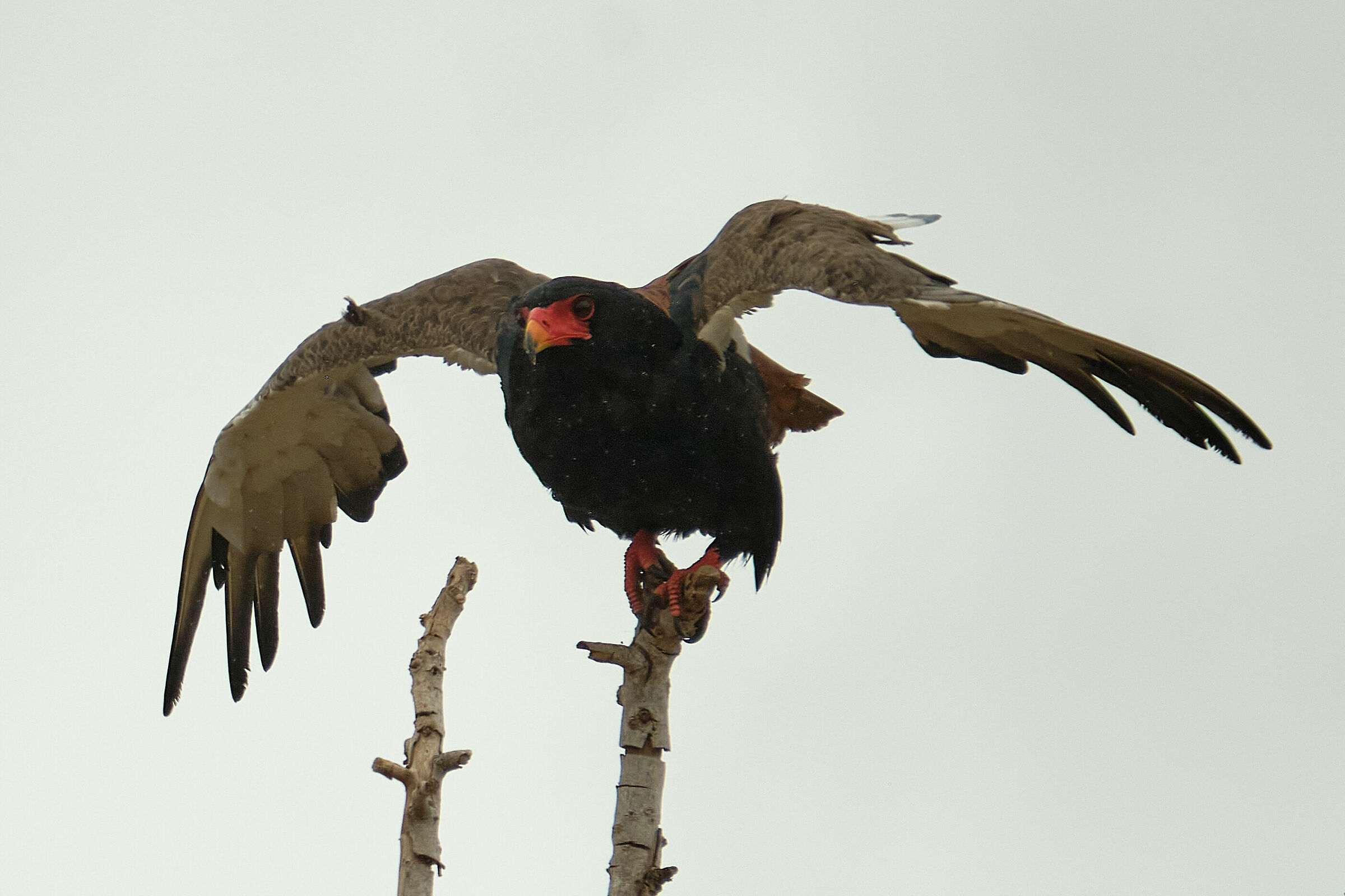 Il respiro profondo prima del balzo