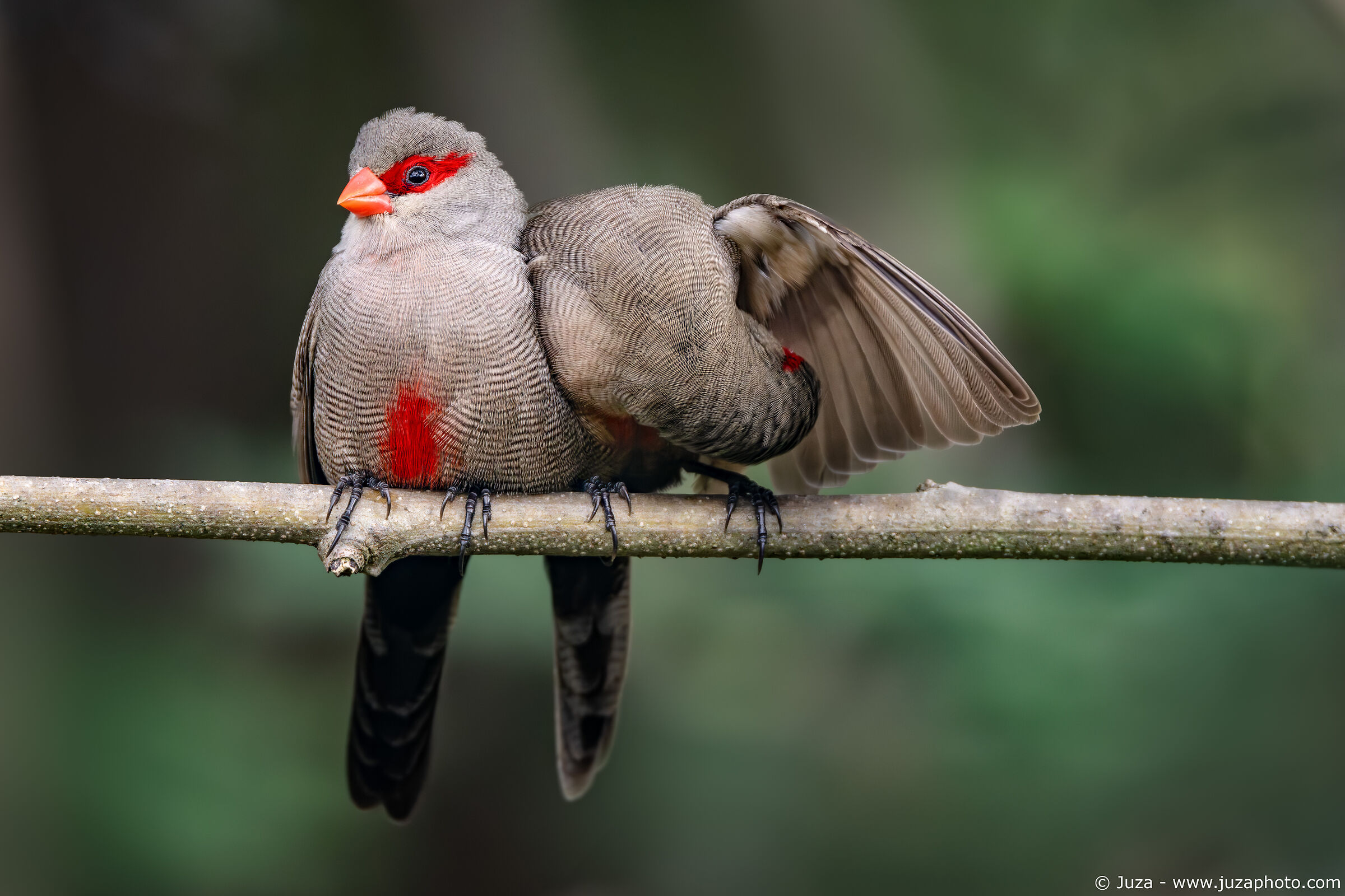 La coppia di waxbill