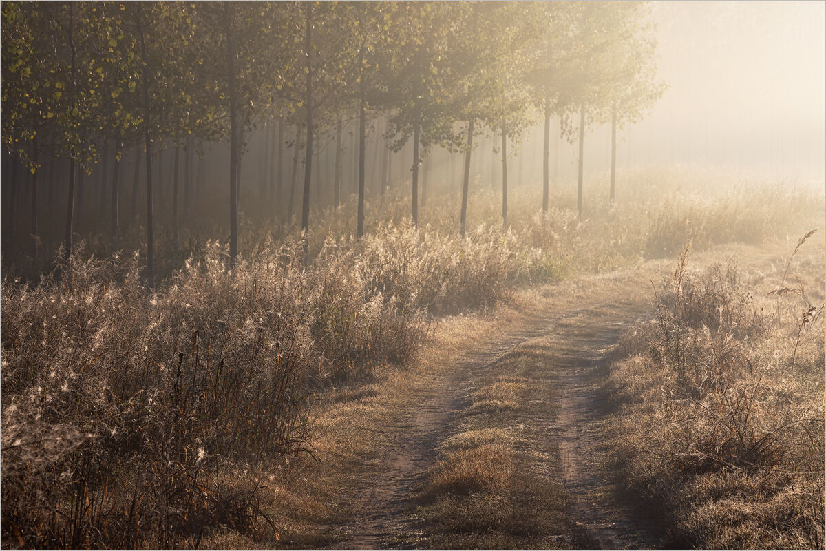The Path to the Nest of Spiders