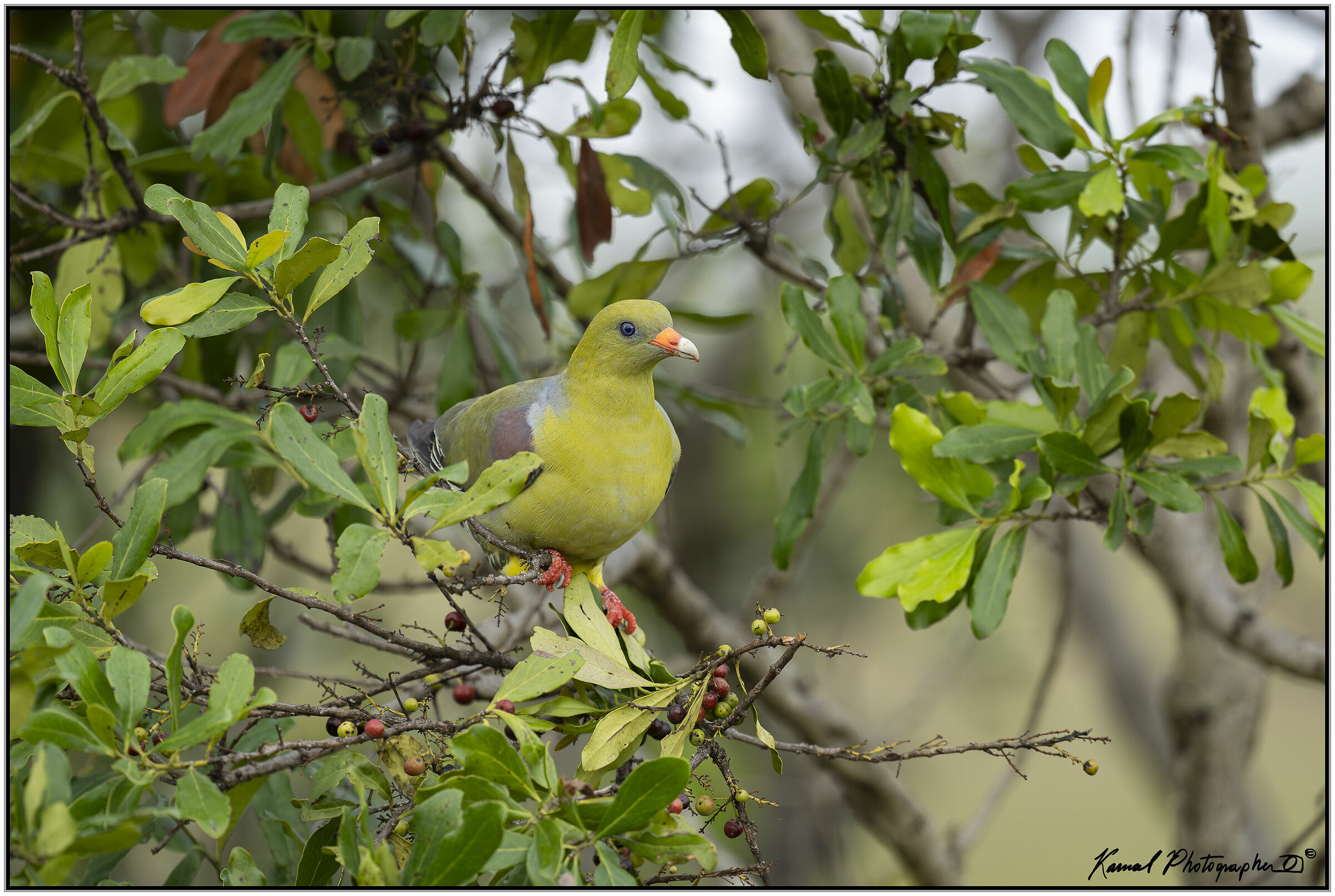 African Green-Pigeon (Treron calvus)