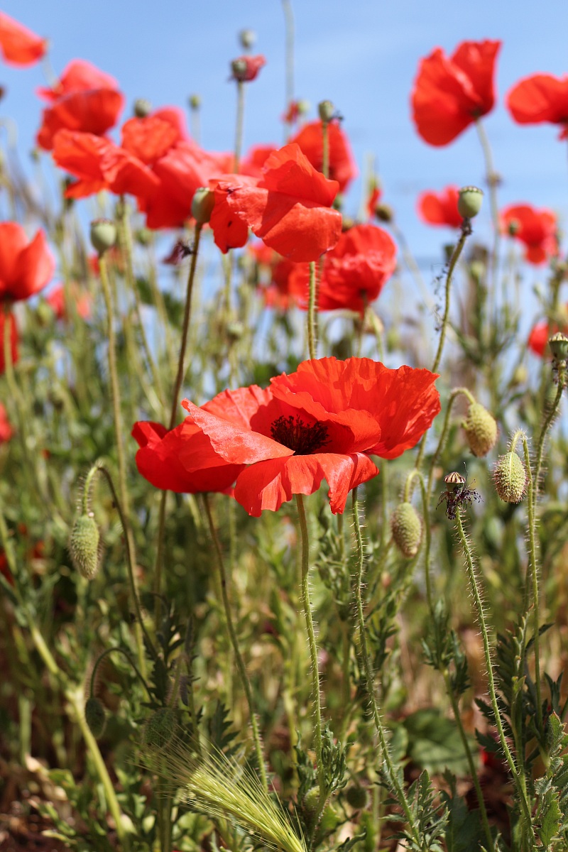 Common poppy