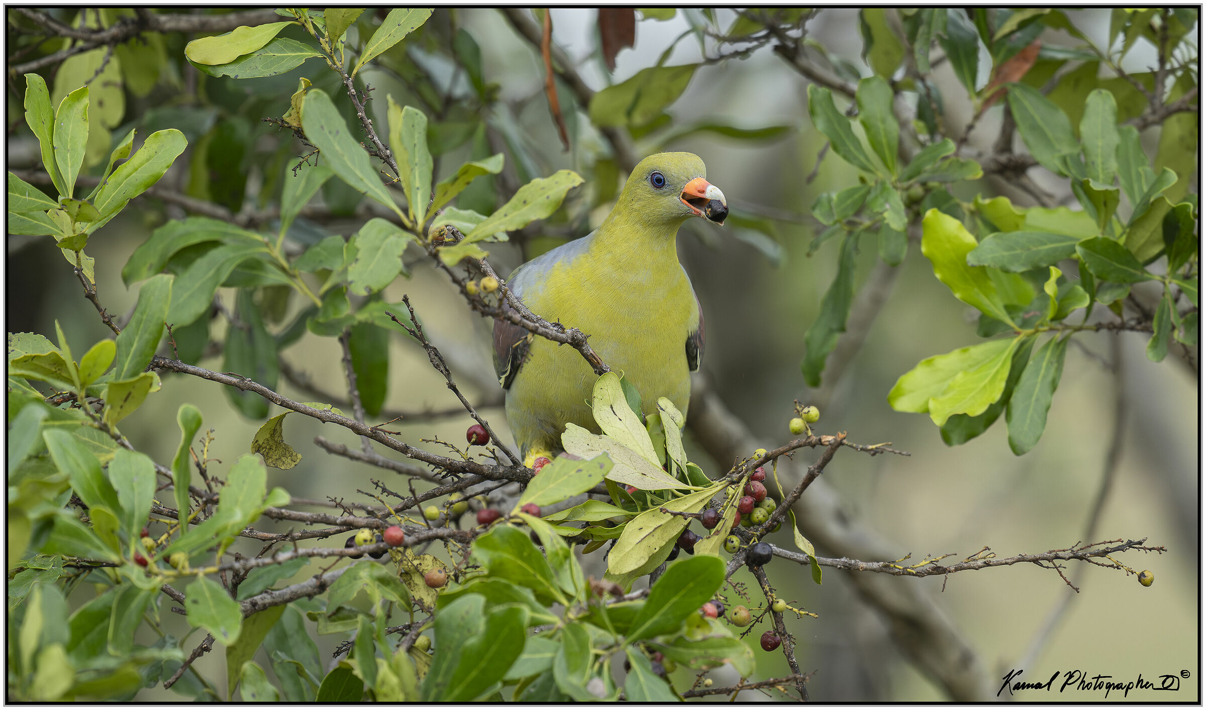 African Green-Pigeon (Treron calvus)