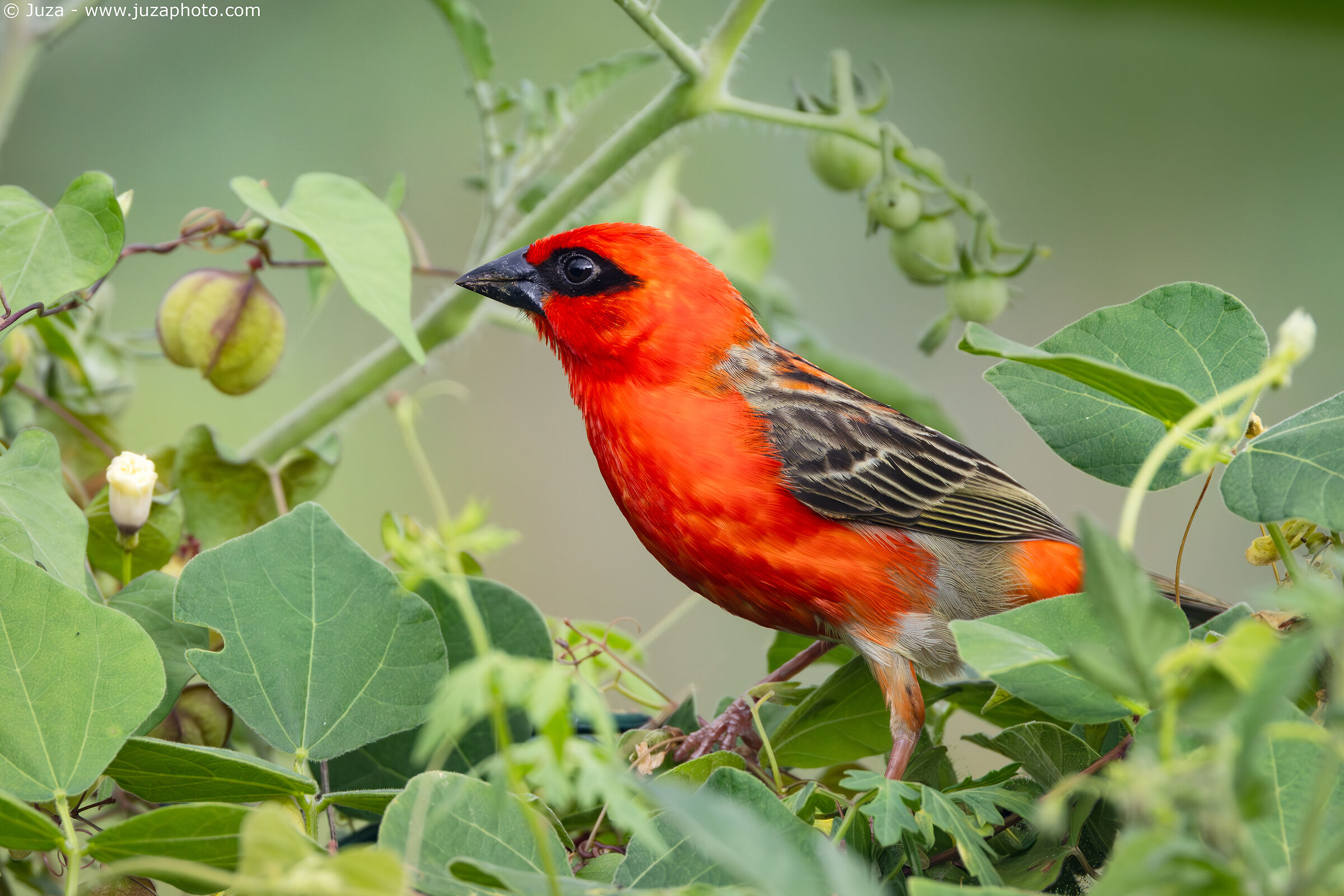 Tessitore fiammante (Foudia madagascariensis)
