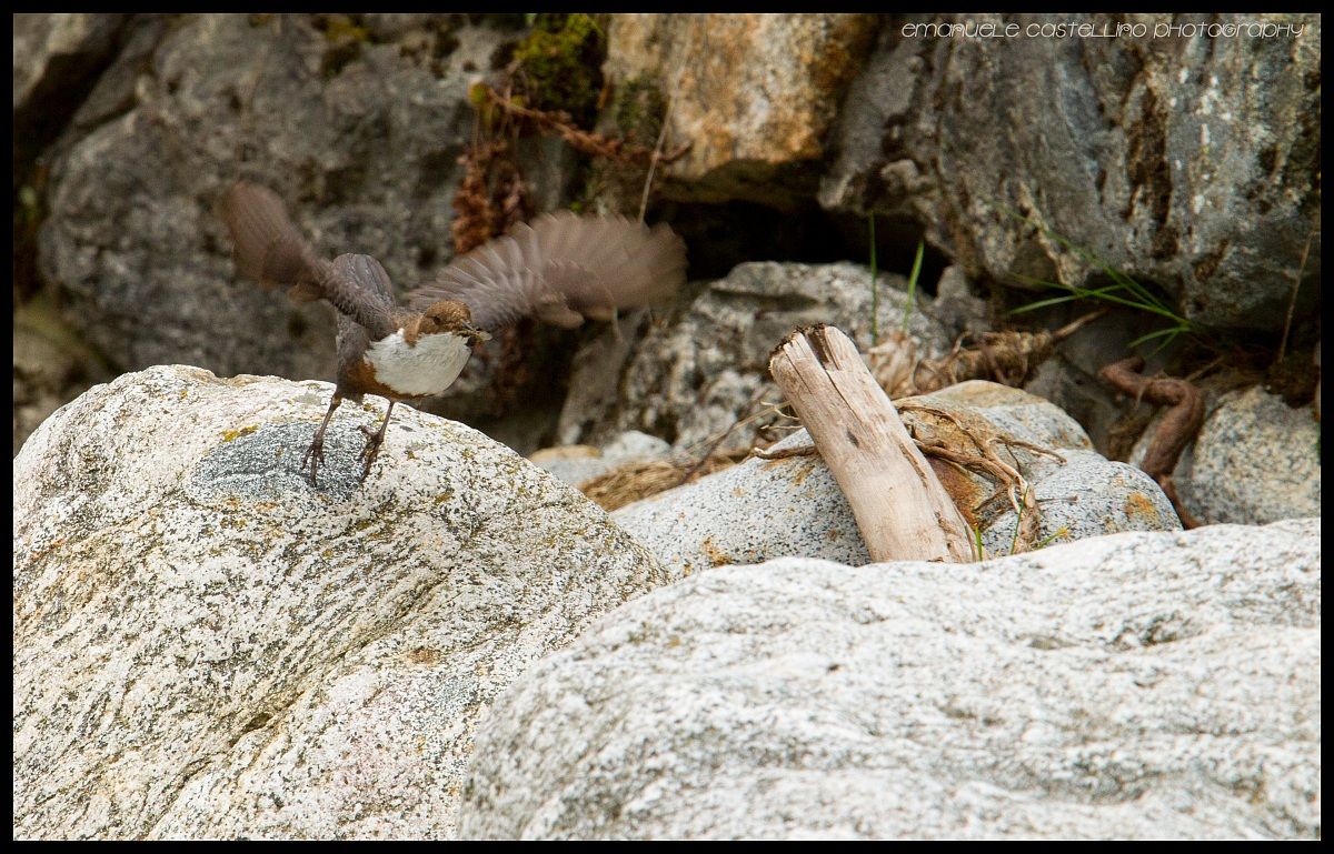 Take Off Merlo Acquaiolo