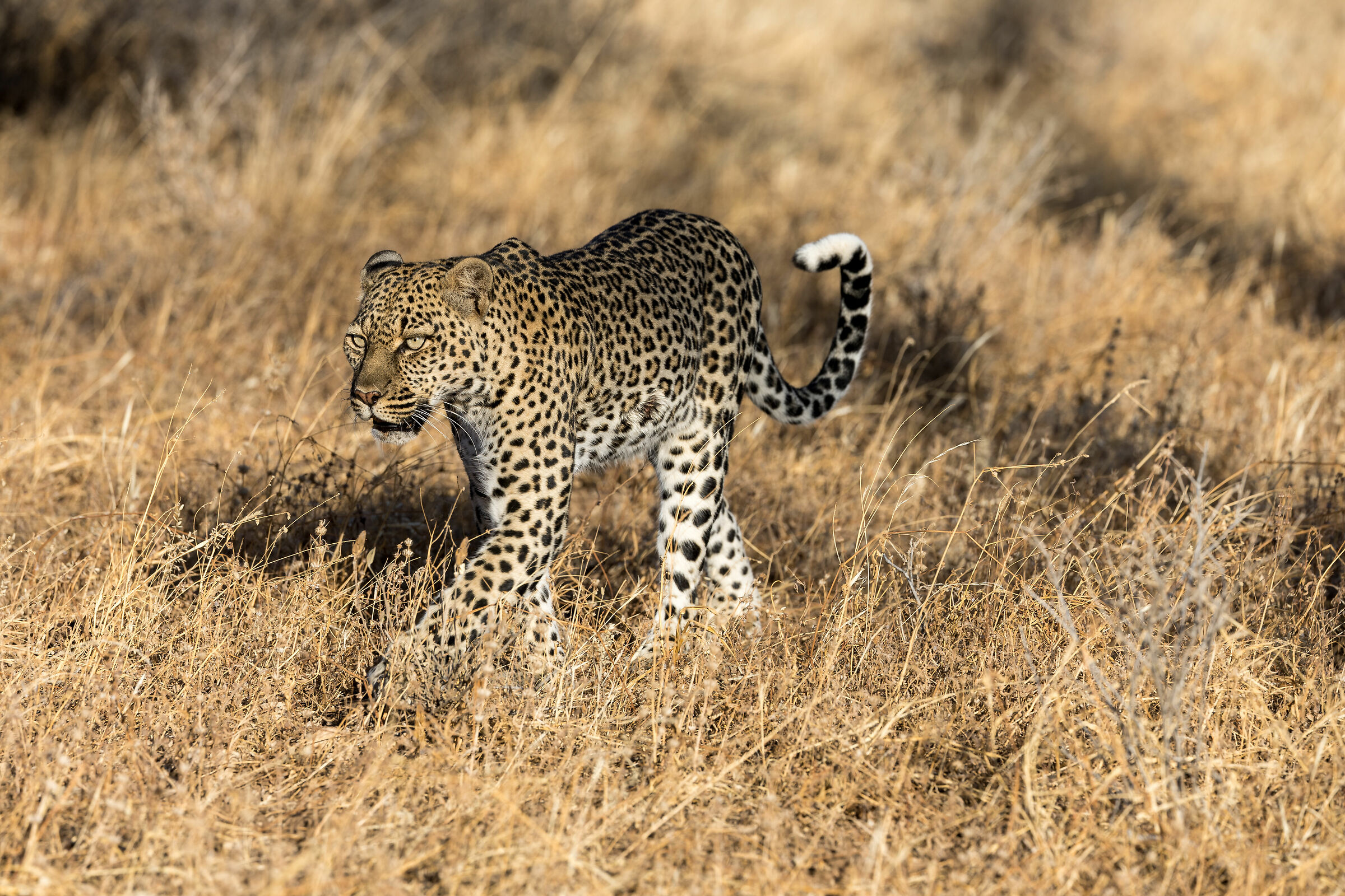 Leopard, Buffalo Springs National Reserve