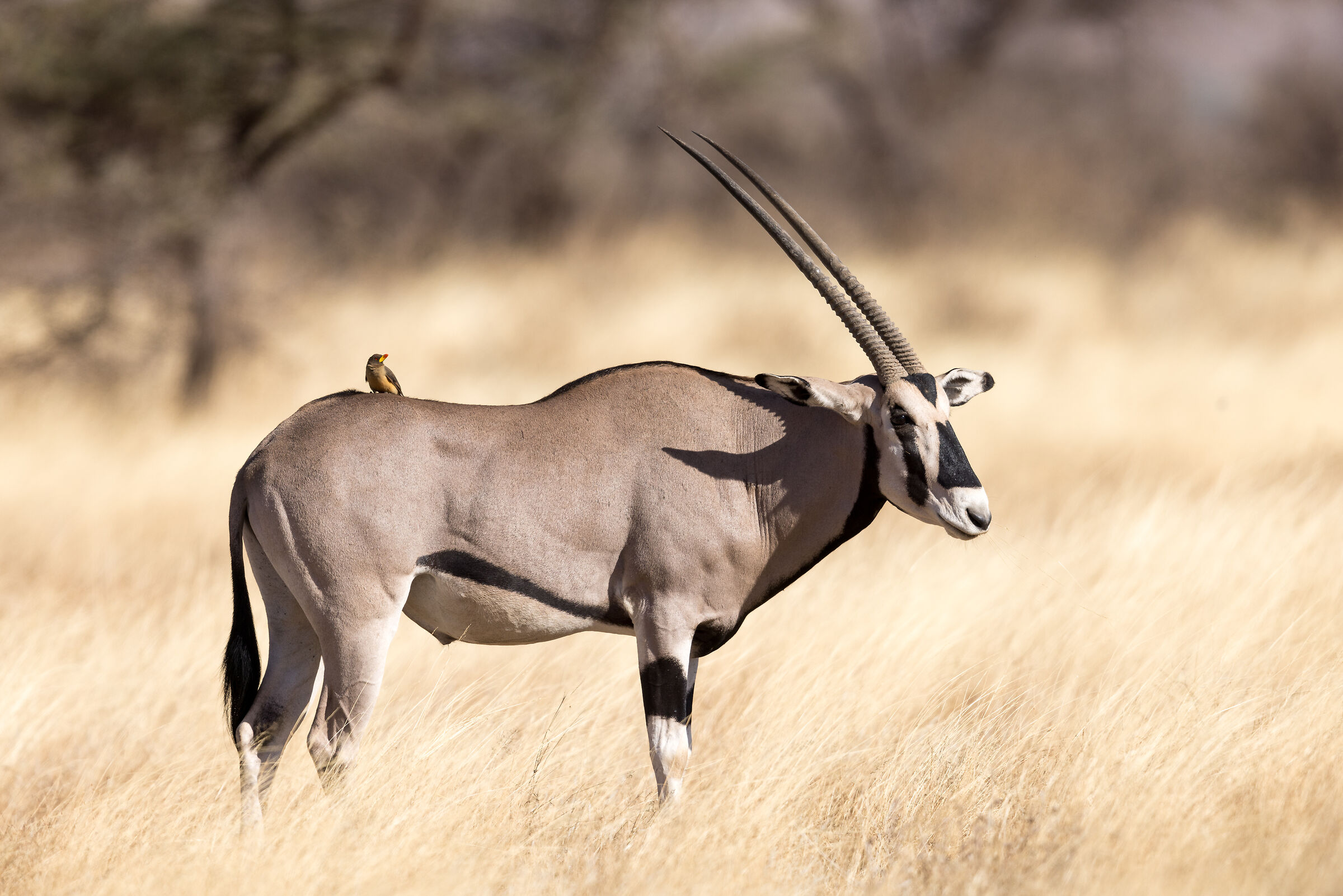 Oryx with Yellow-billed Buffalo on its back