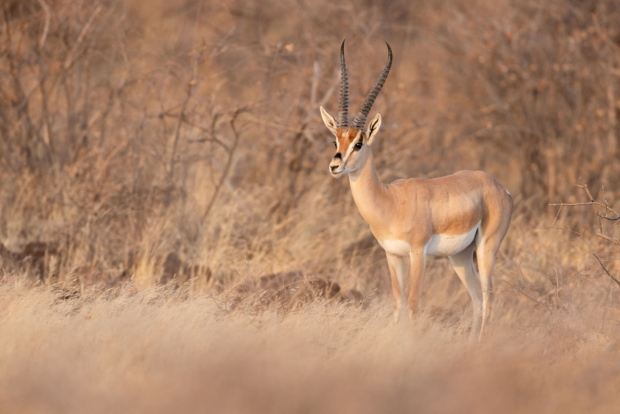Gazelle