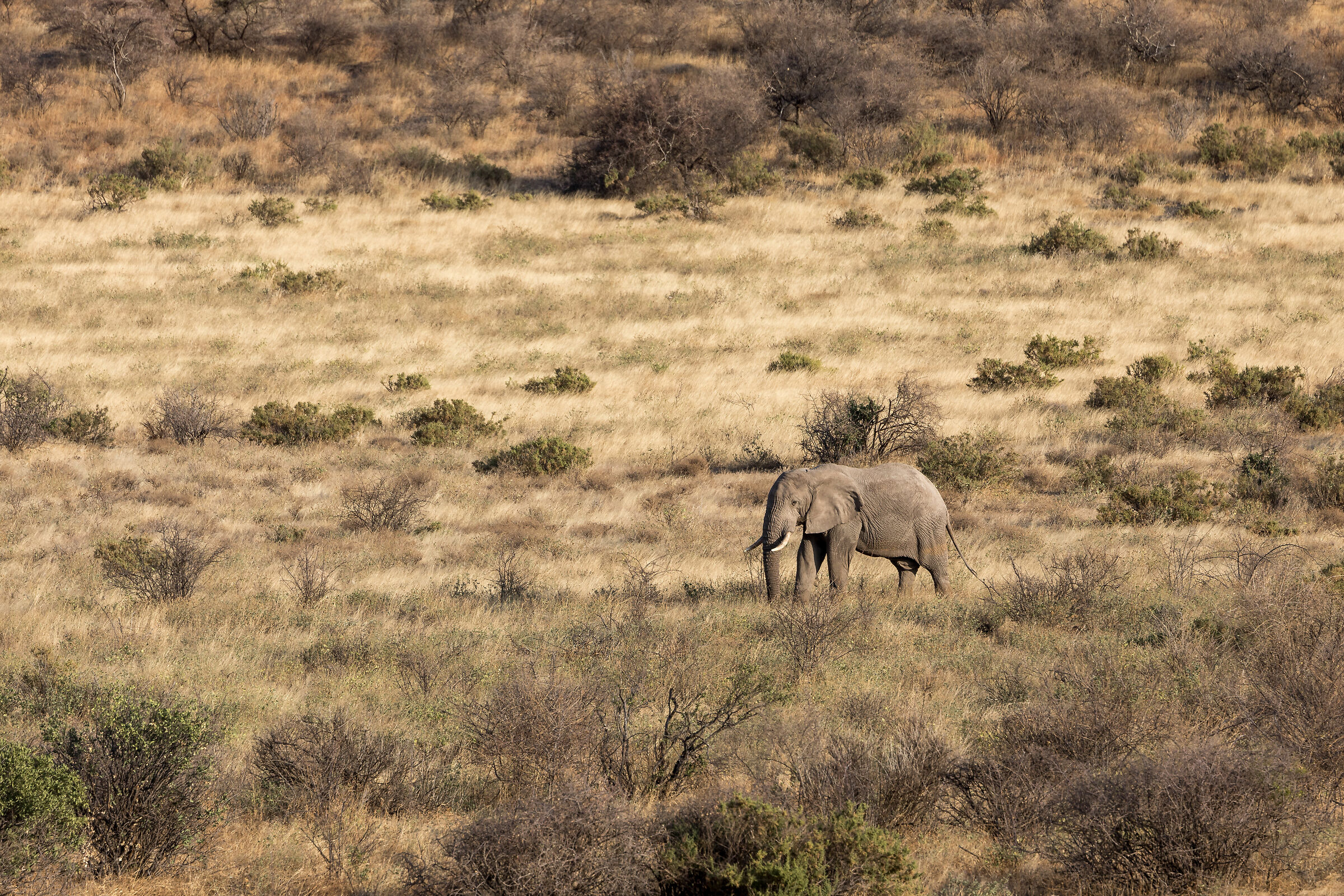 Elephant