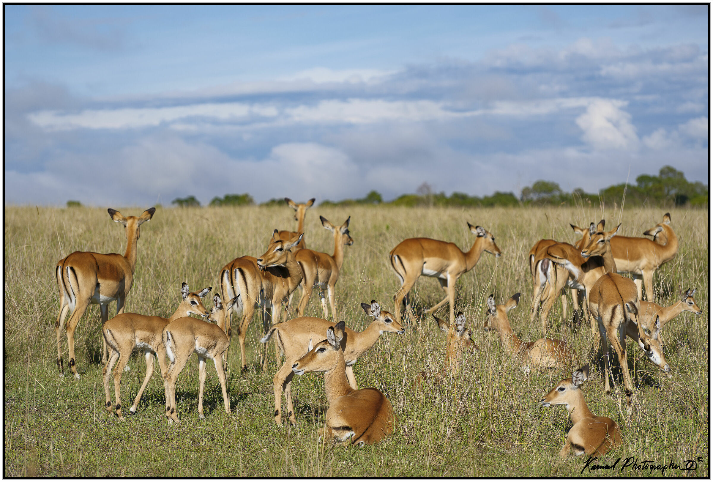 Impala femmina (Aepyceros melampus)
