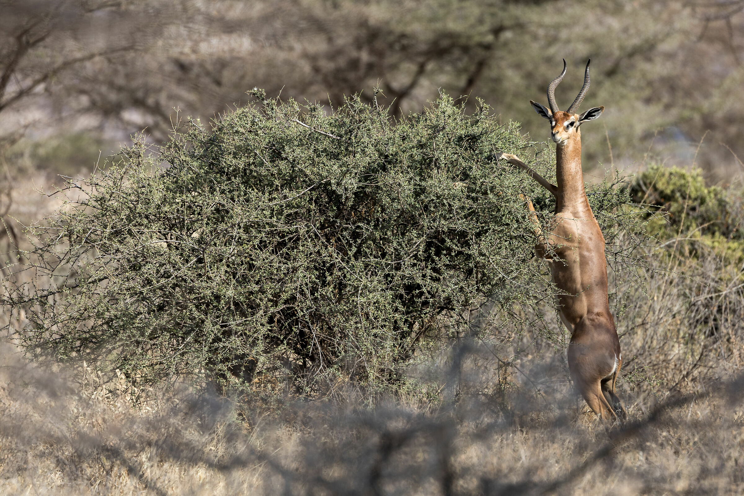 Gerenuk (Giraffe Antelope)