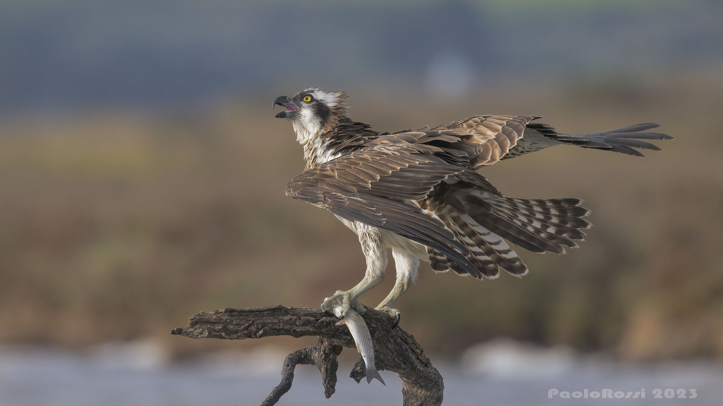 Falco pescatore con preda...