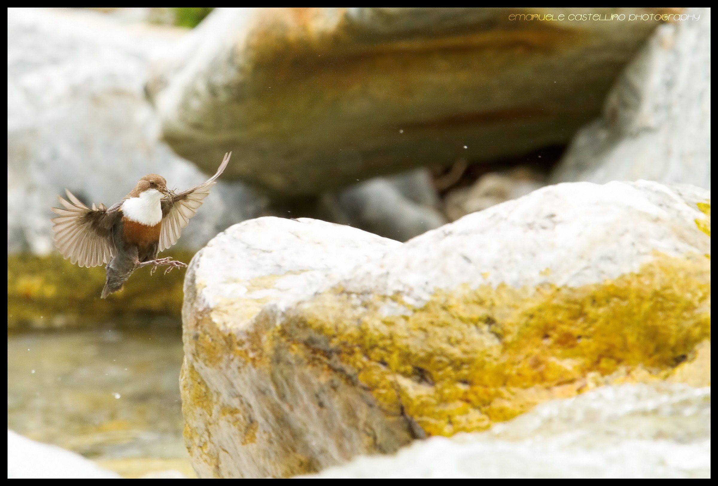 Hovering  Merlo Acquaiolo