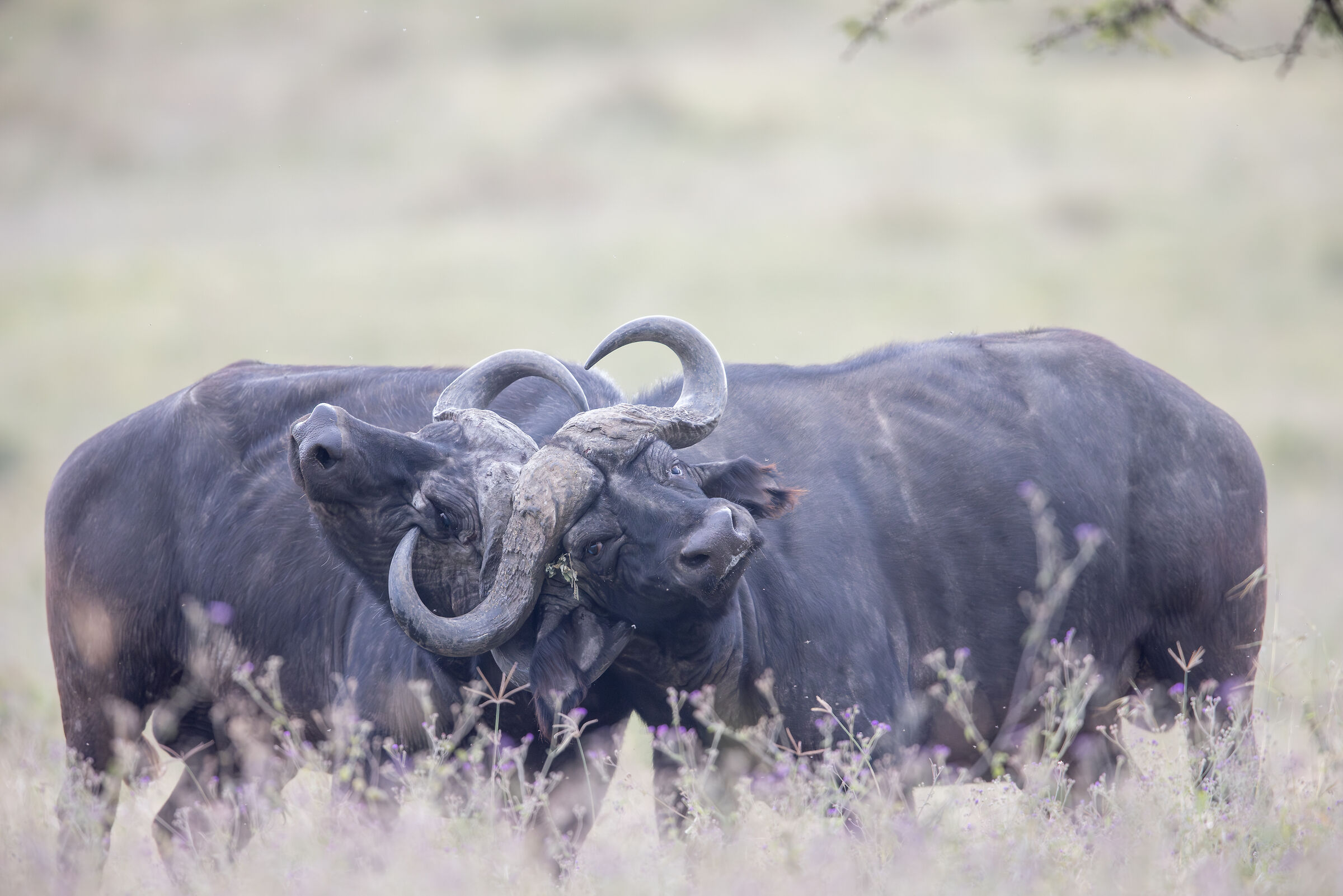 Buffalo Fight