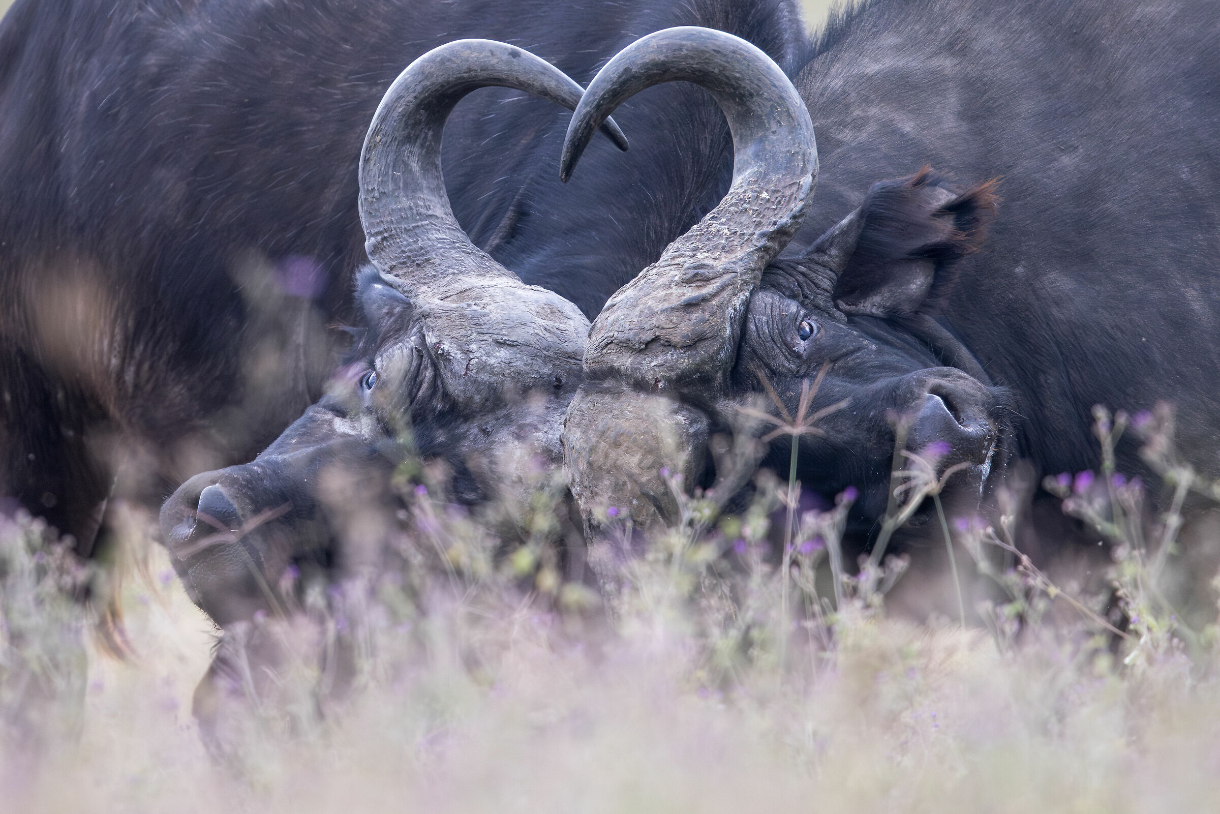 Buffalo Fight, Lake Nakuru National Park
