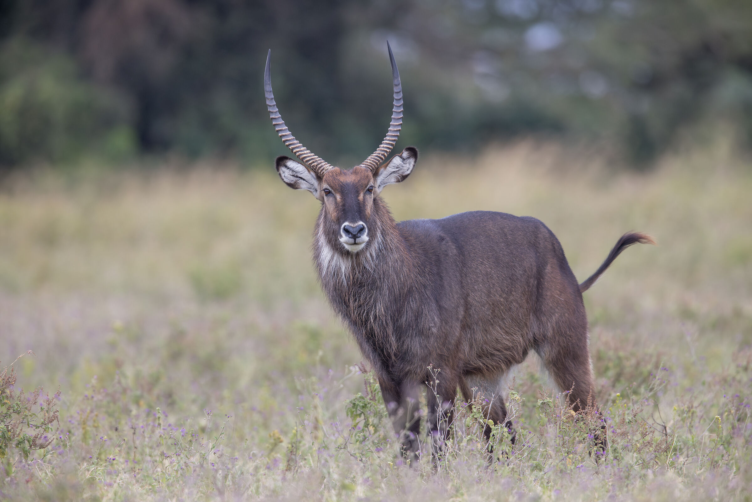 Cobo, Lake Nakuru National Park