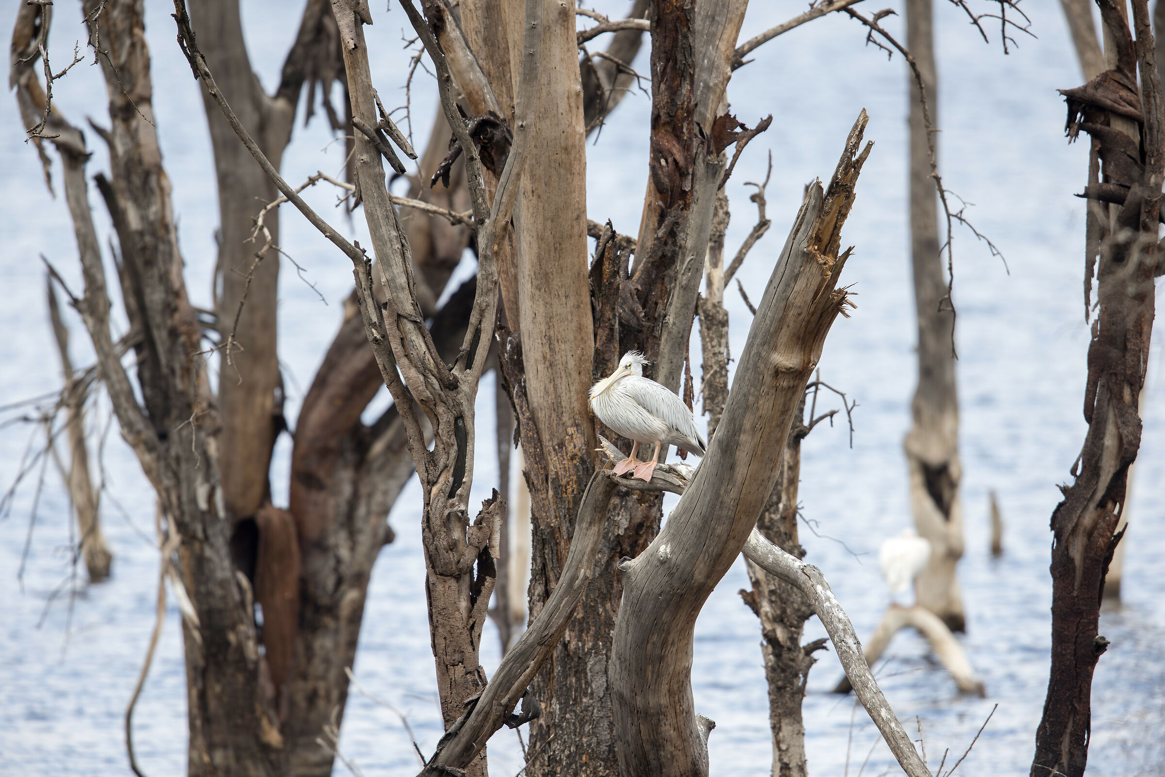 Pelican, Lake Nakuru National Park