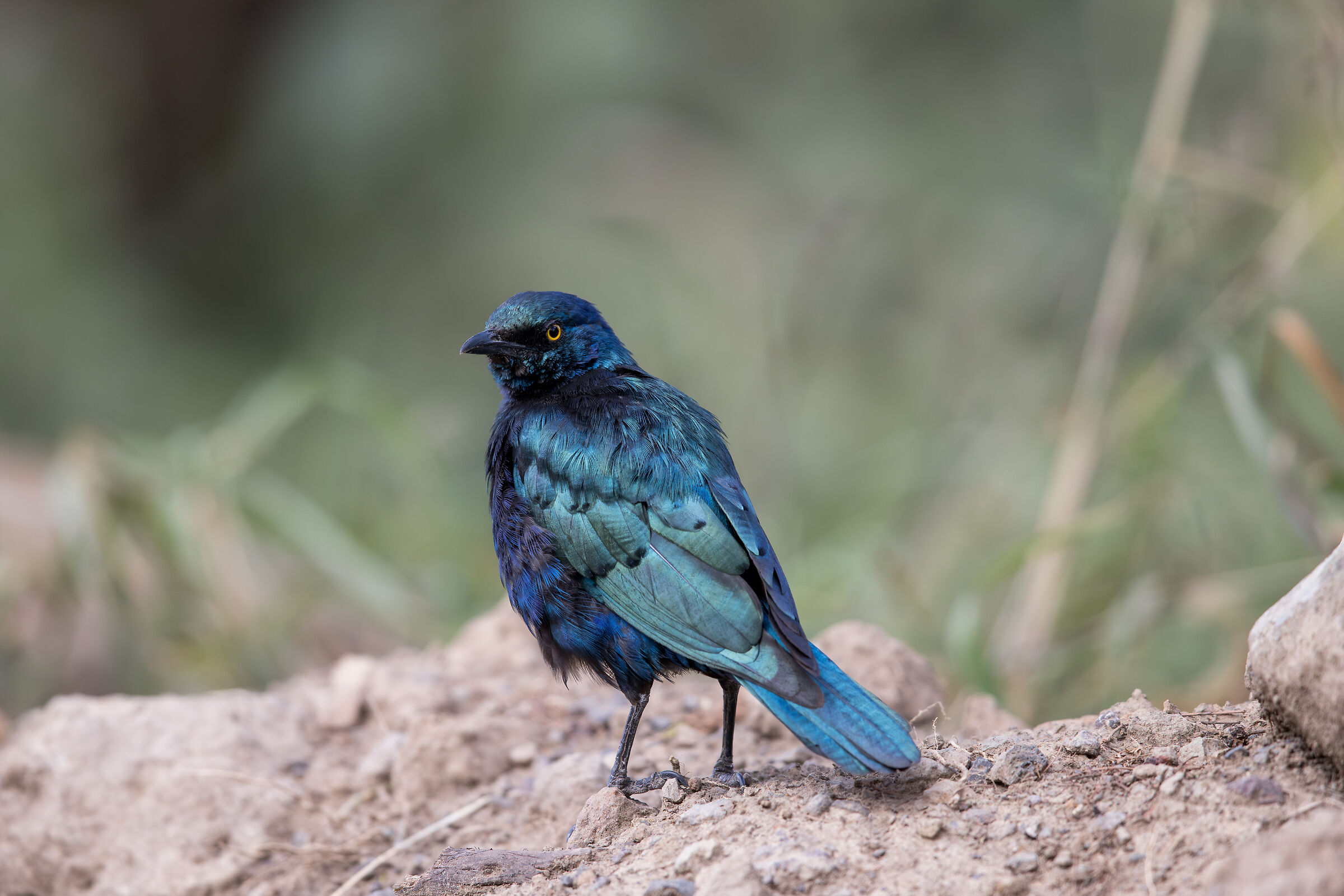 Storo Splendido, Lake Nakuru National Park