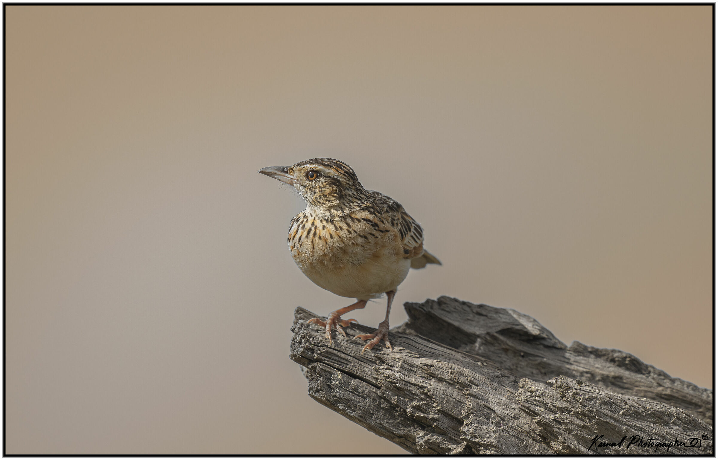 (Mirafra africana)(Rufous-naped greenlet)