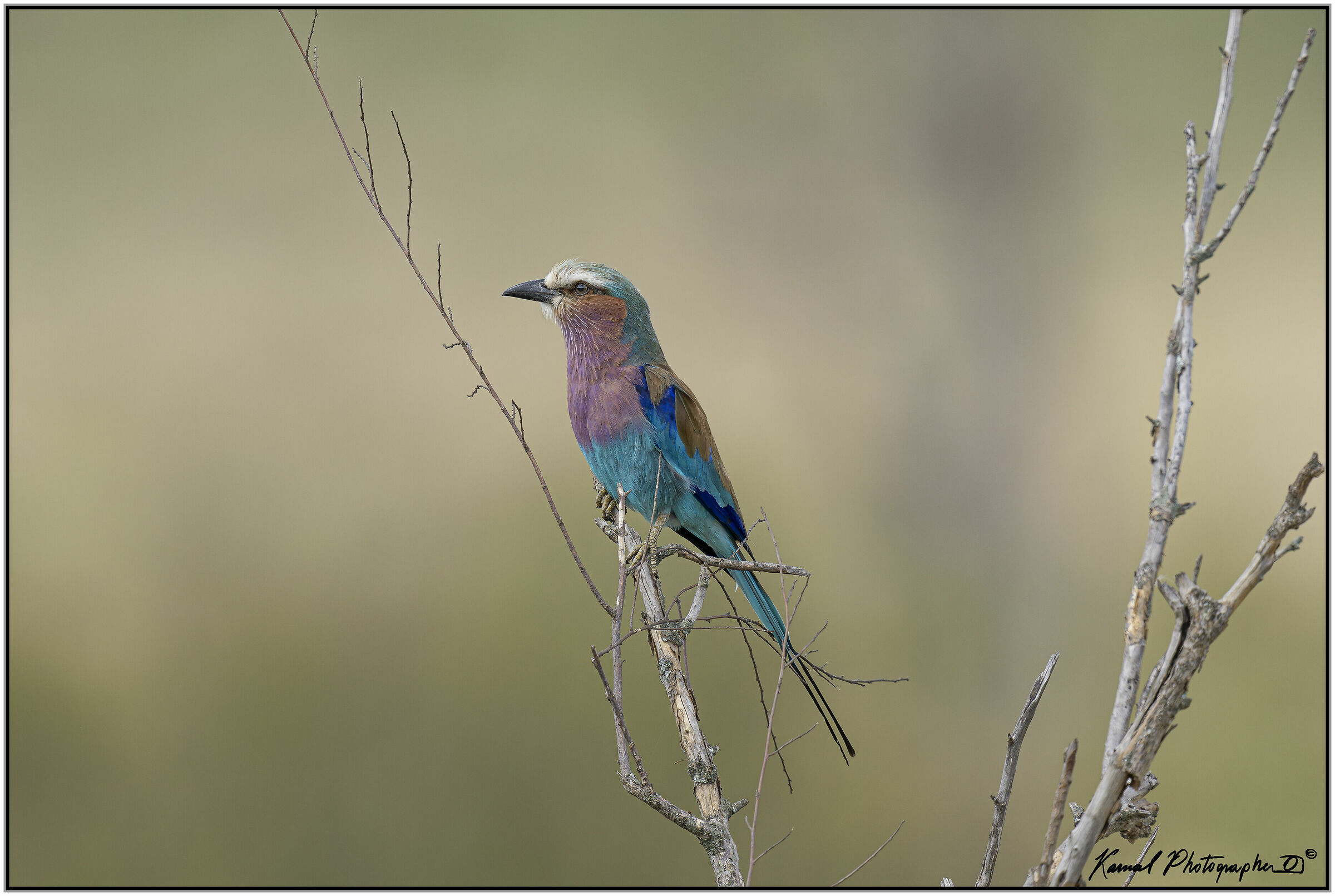(Ghiandaia marina pettolilla)(Coracias caudata)