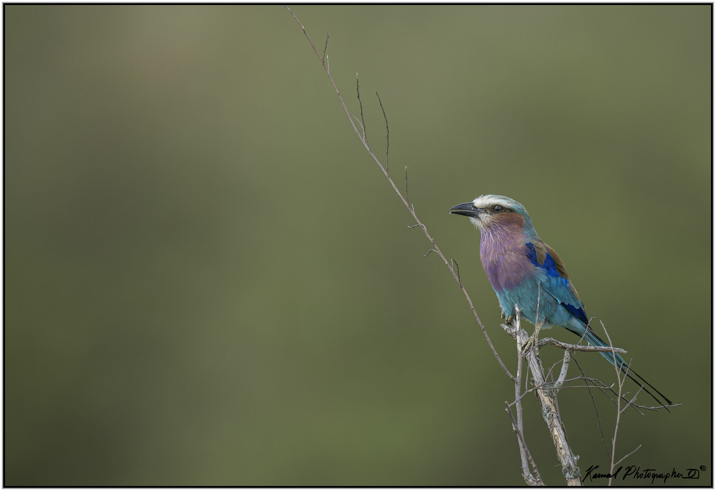 (Ghiandaia marina pettolilla)(Coracias caudata)