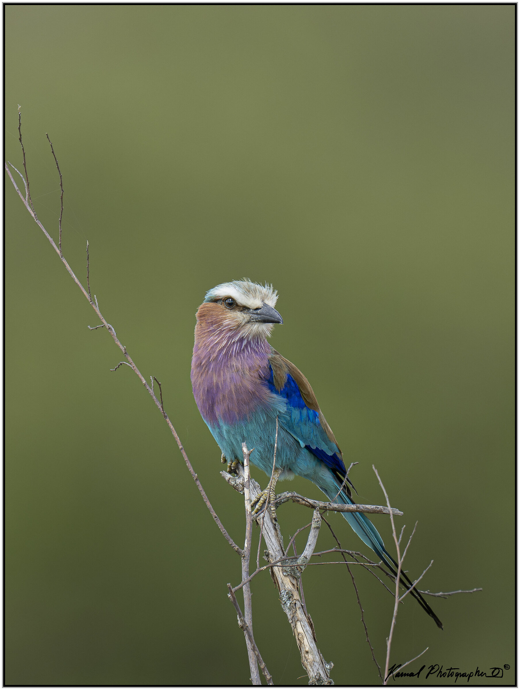 (Ghiandaia marina pettolilla)(Coracias caudata)