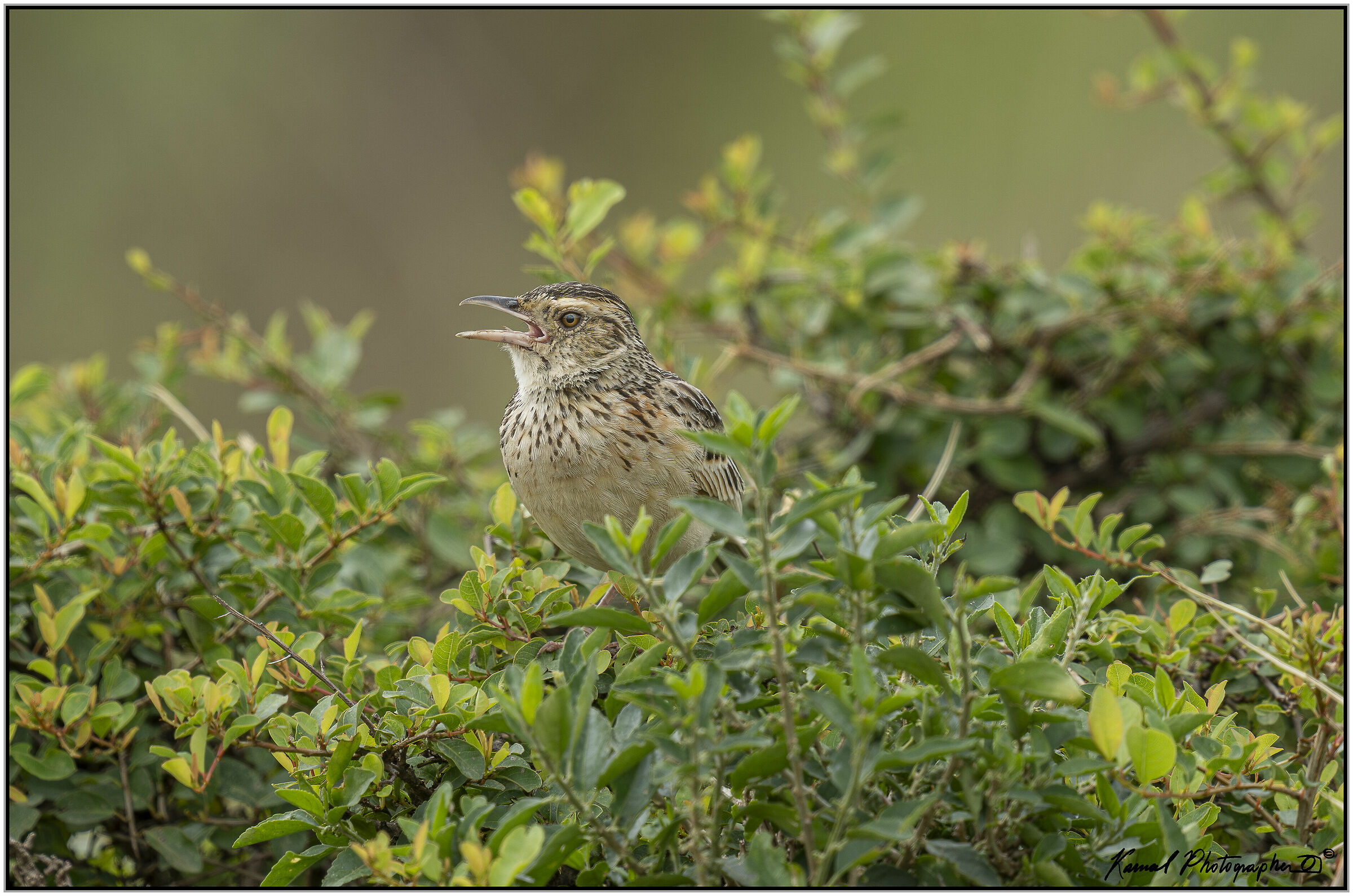 (Mirafra africana)(Rufous-naped greenlet)