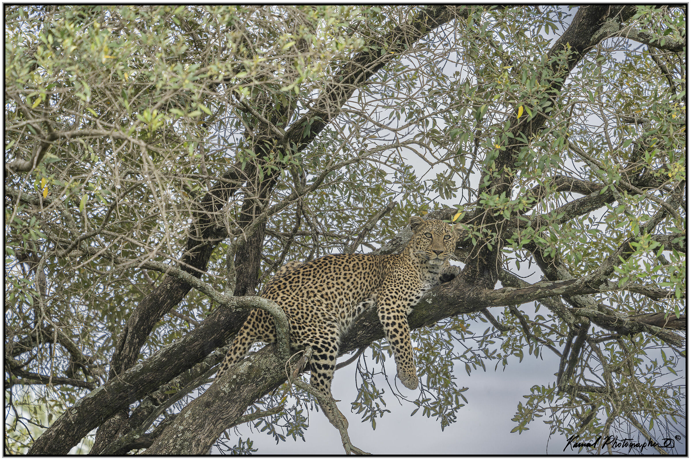 Leopardo(Panthera pardus)