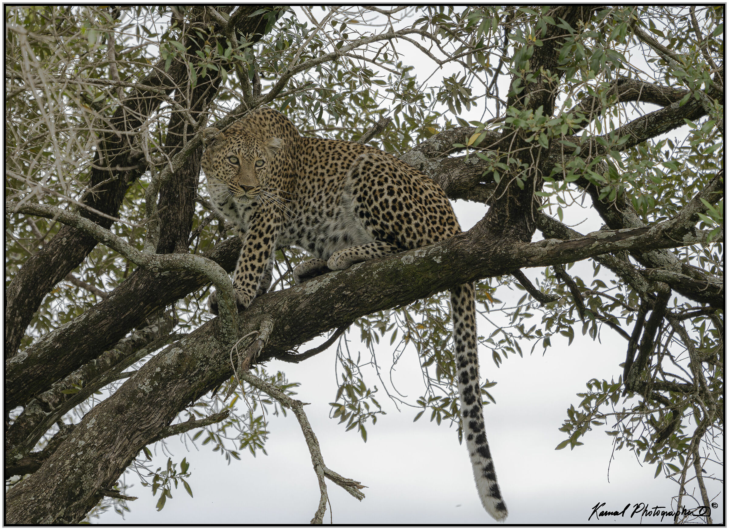 Leopardo(Panthera pardus)